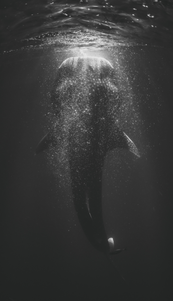 Unterwasseraufnahme eines Walhais