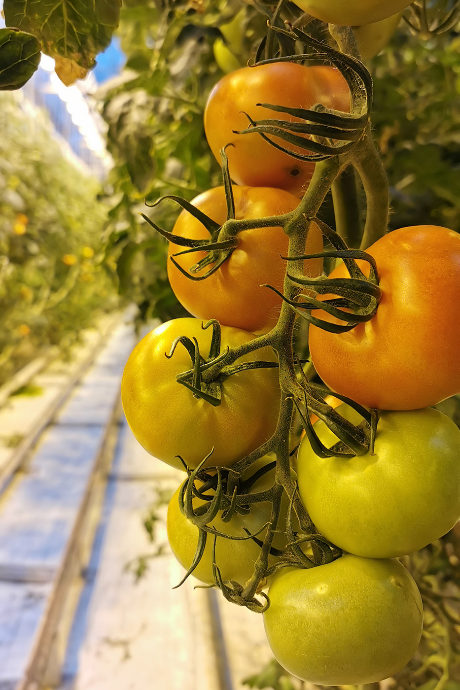 Halbreife Tomatenrispe im Gewächshaus