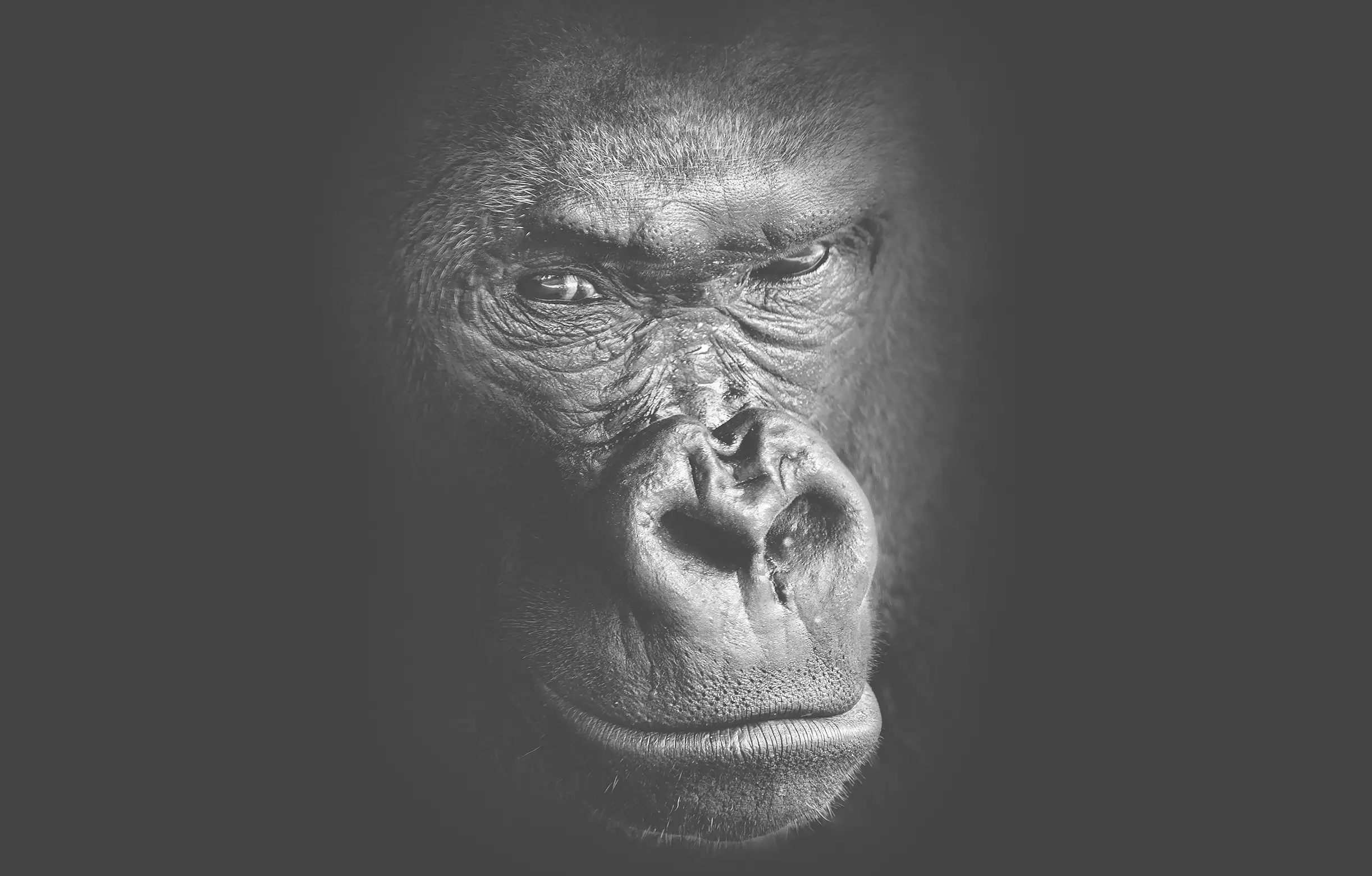 Portraitaufnahme eines Gorillas