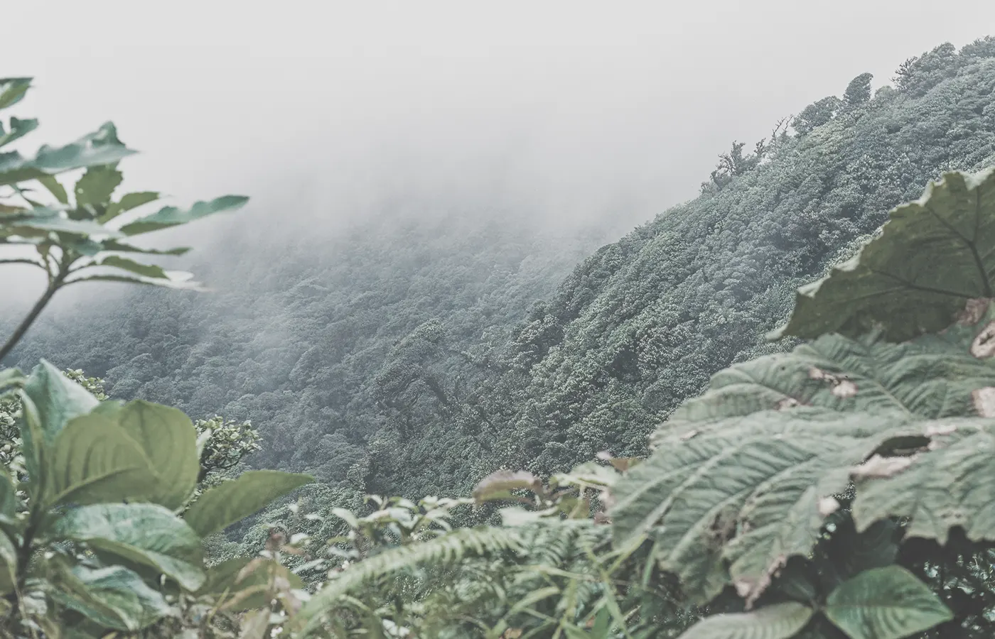 Nebelverhangener Regenwald in Costa Rica