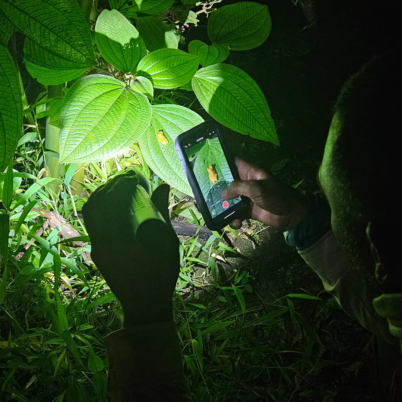 Mann beleuchtet Frosch auf einem Blatt mit Taschenlampe