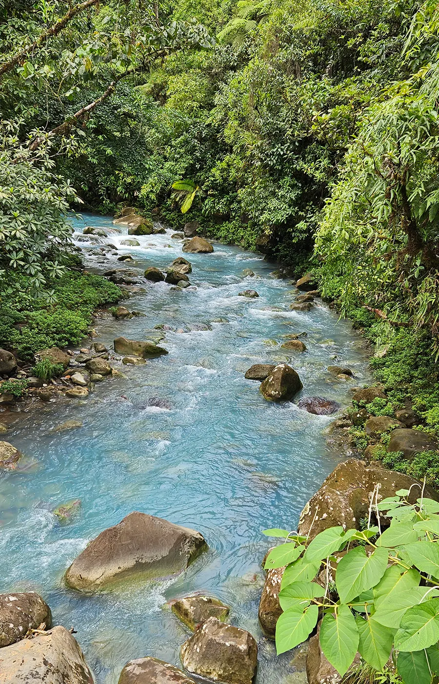 Türkisener Fluss in einem Dschungel