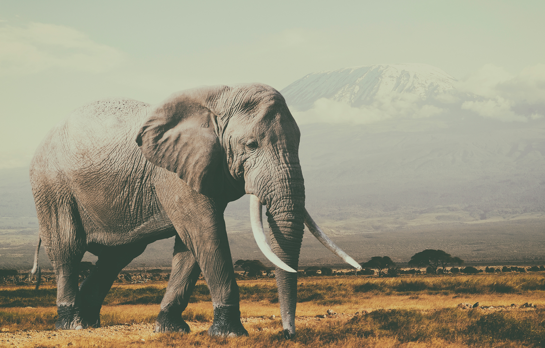 Elefant durchstreift die Serengeti in Tansania