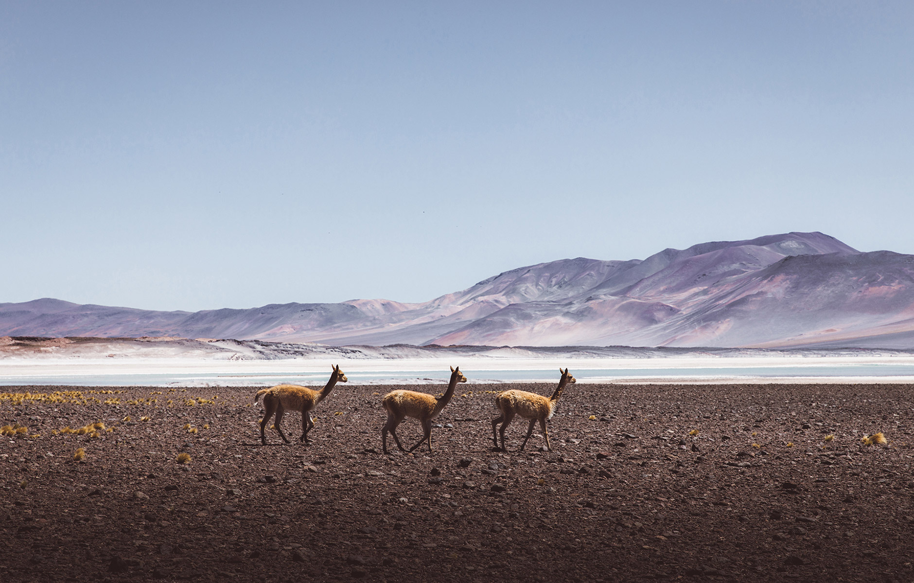 Guanakos in der Atacamawüste in Chile