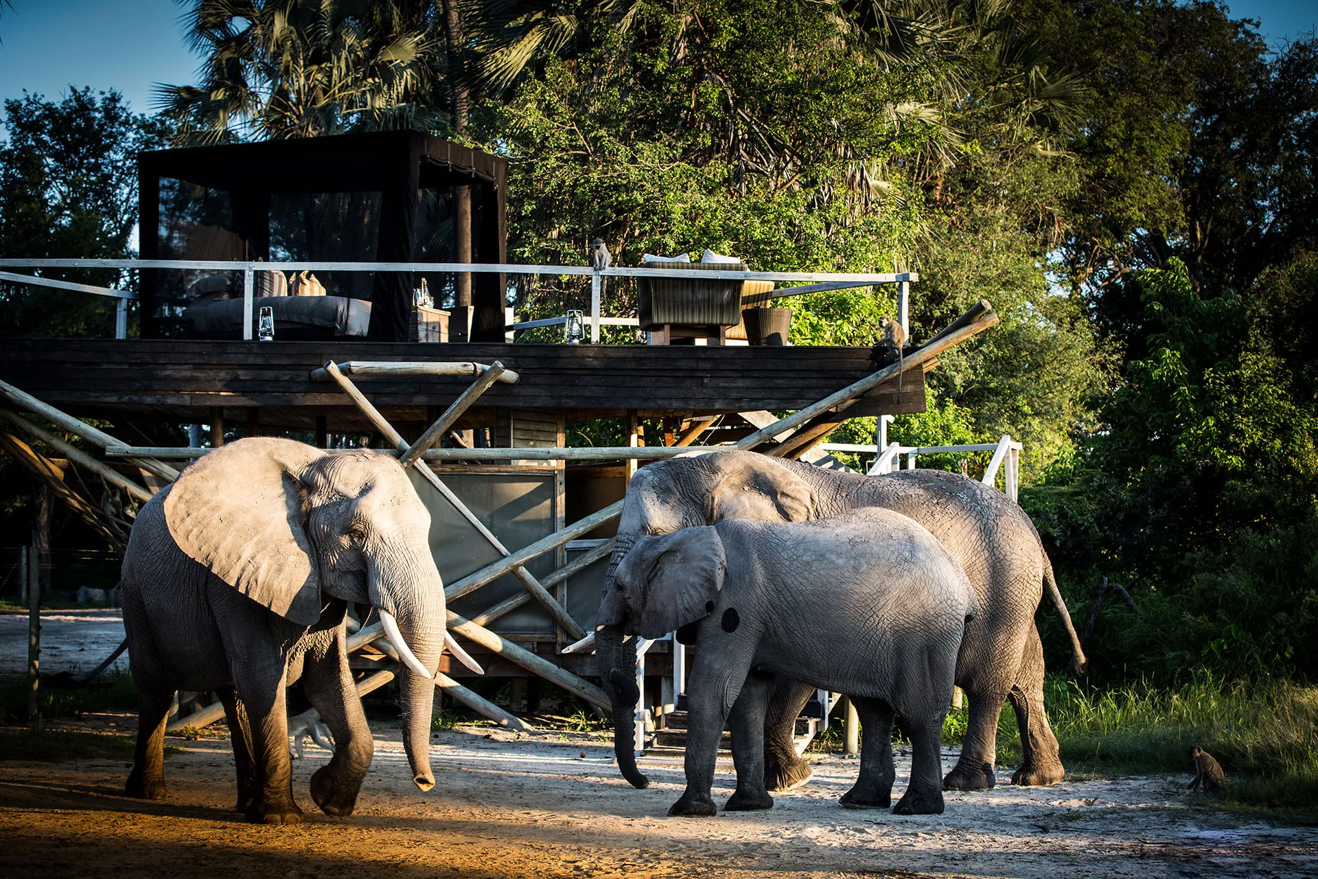 Drei Elefanten vor einer Lodge