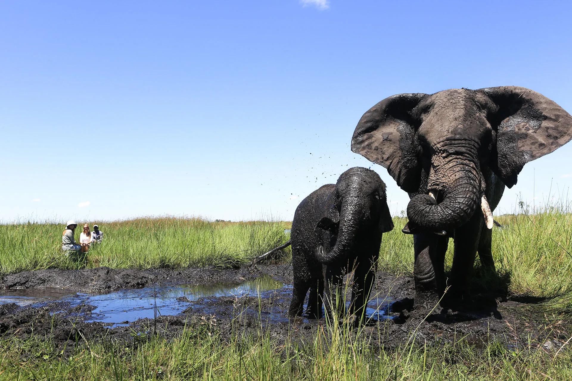 Elefantenkuh mit Baby im Schlamm