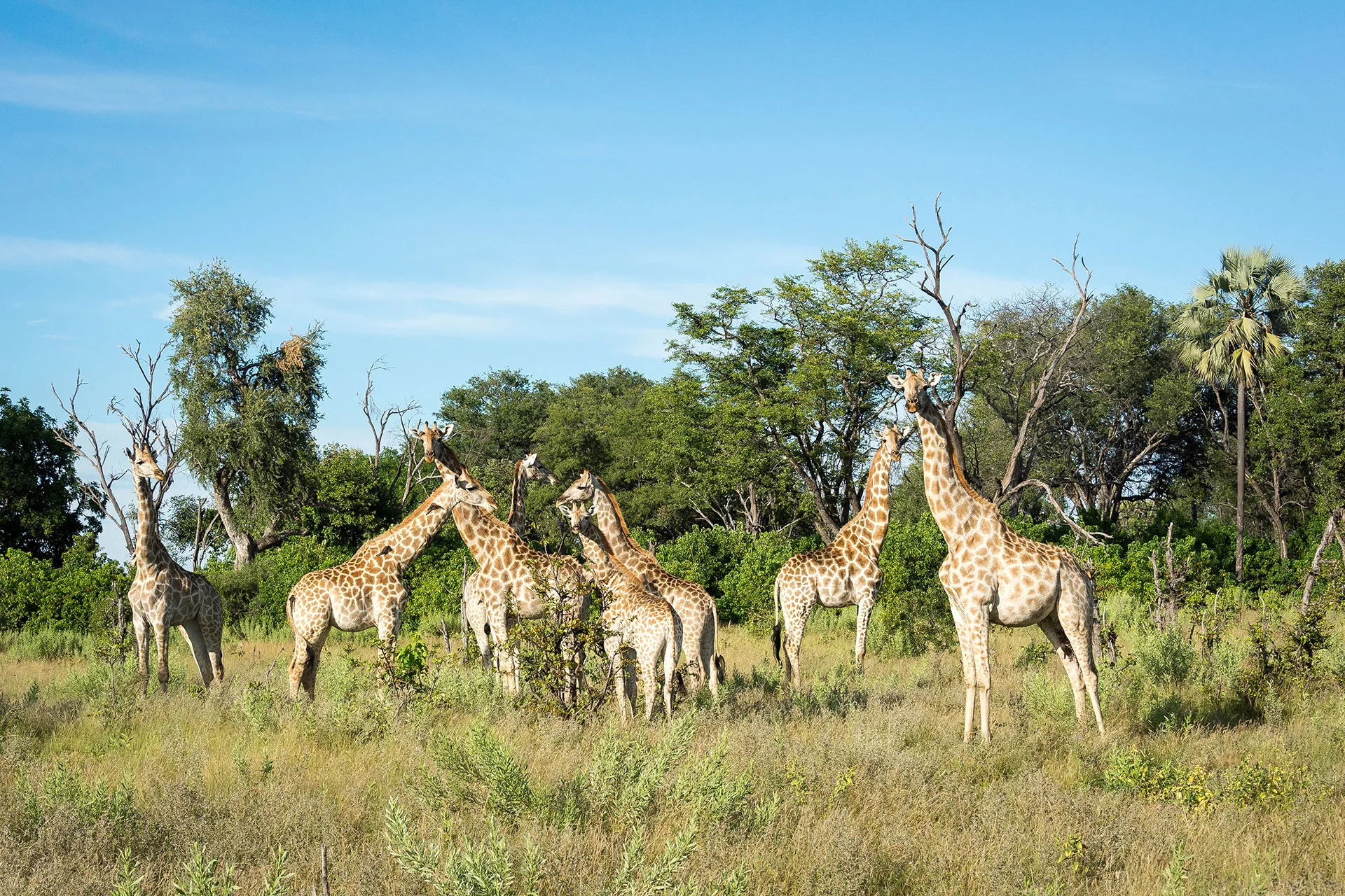 Giraffenherde im afrikanischen Busch