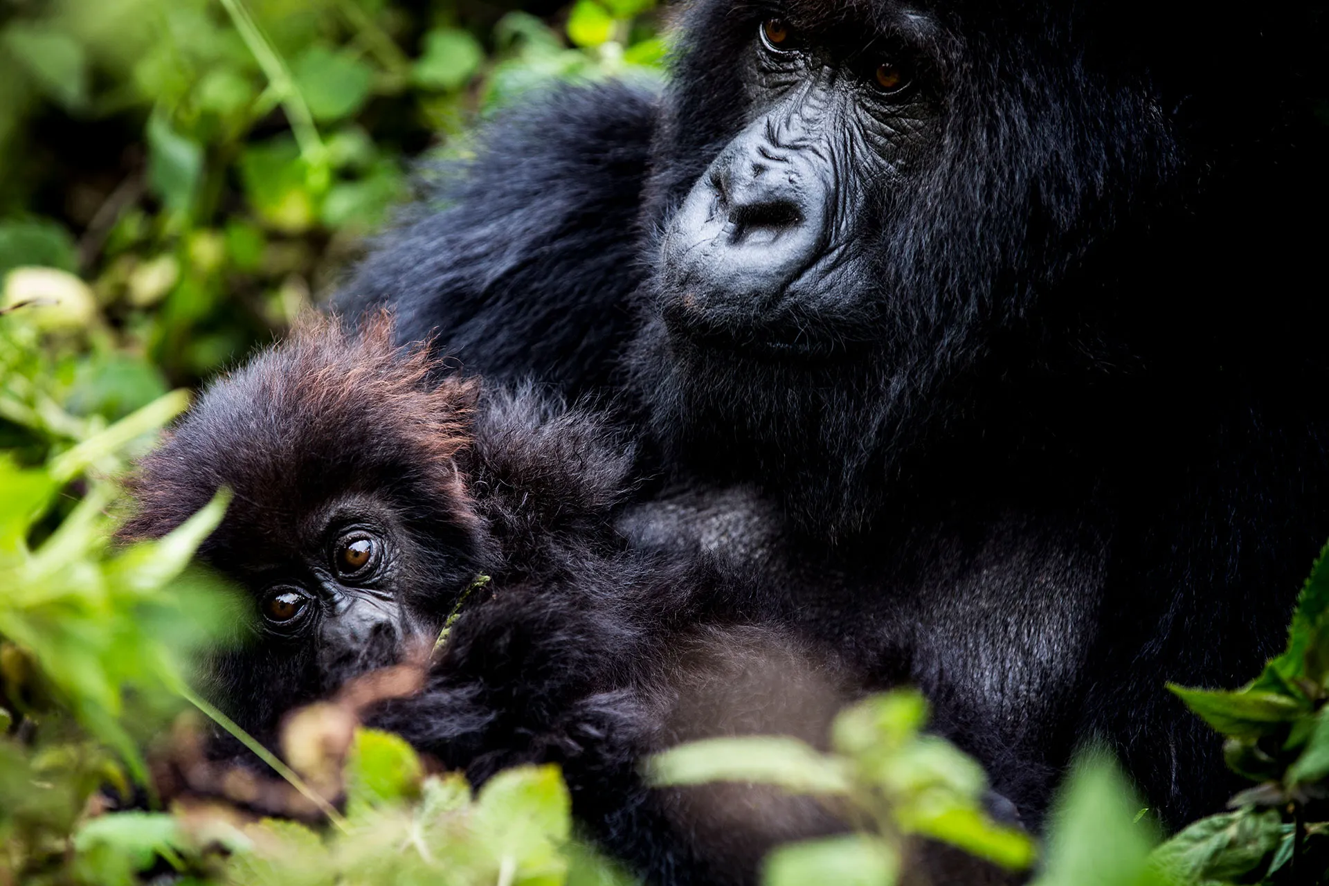 Gorilla Mutter mit kleinem Baby