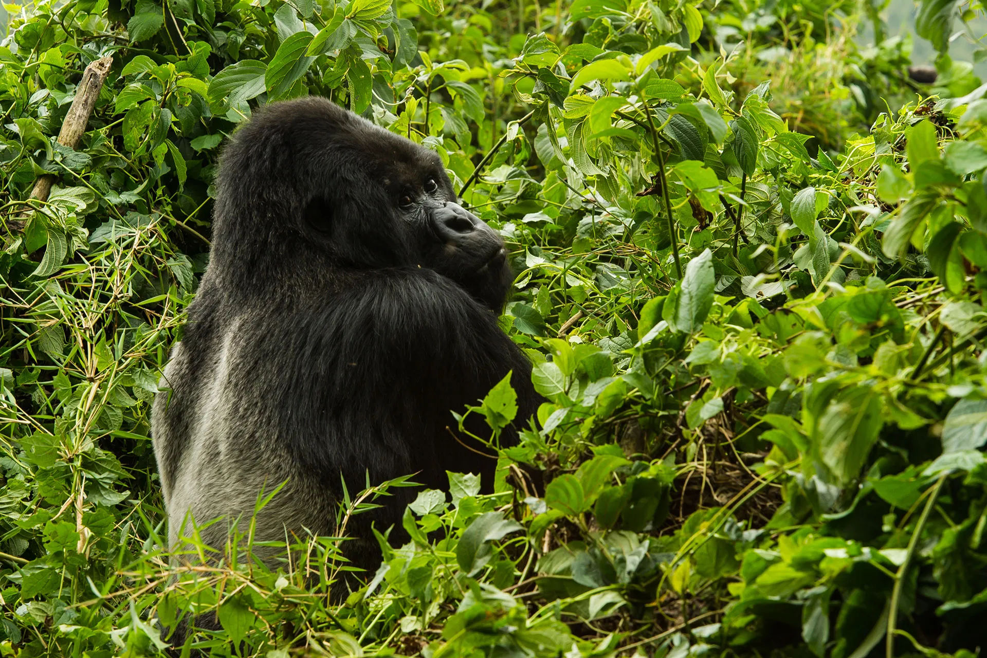 Gorilla im dichten Gestrüpp