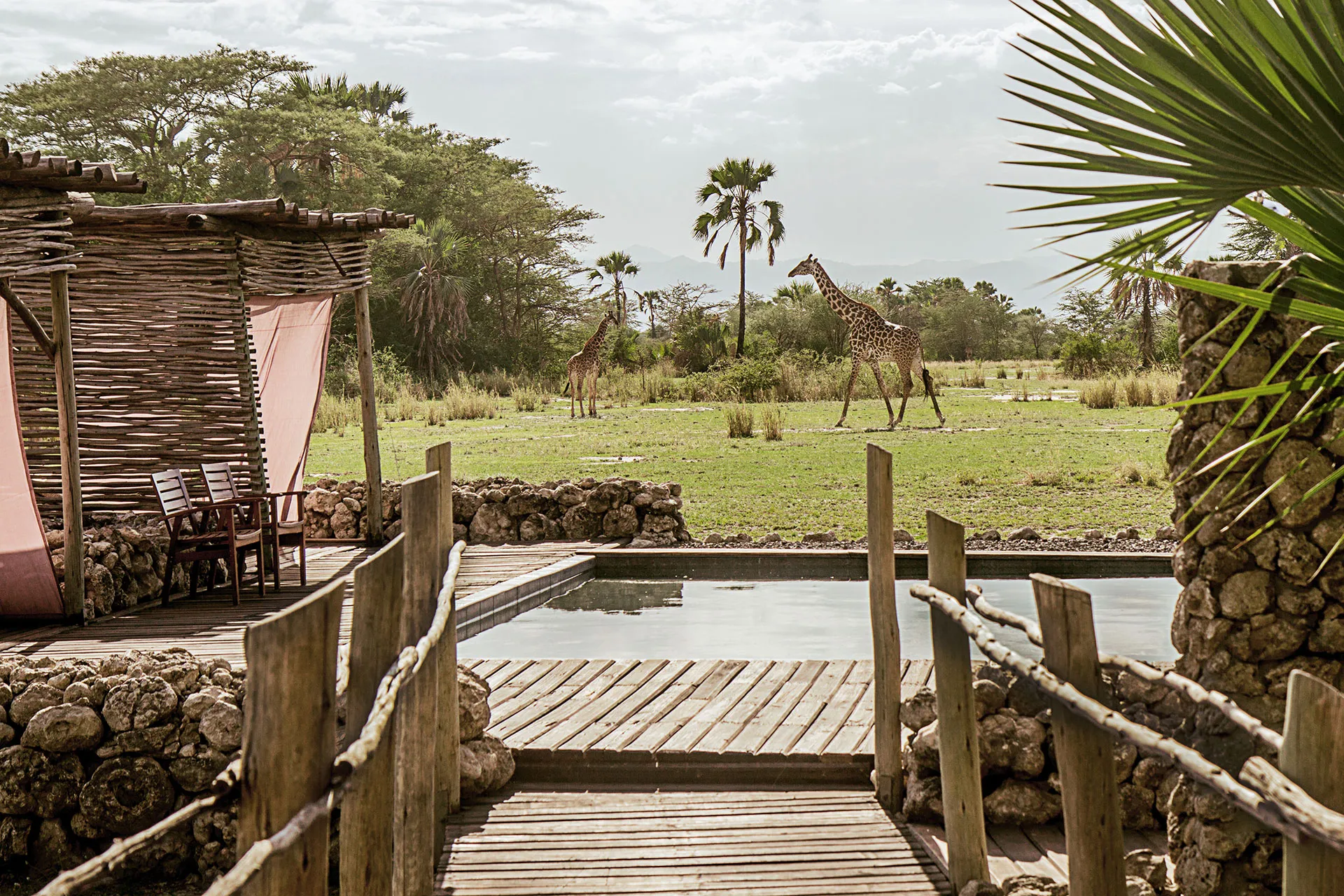 Giraffen vor dem Pool einer Lodge
