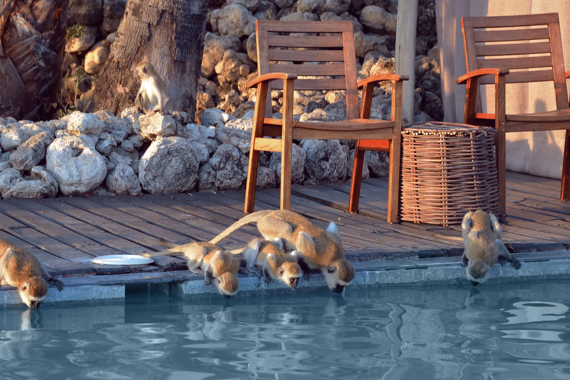 Affenfamilie trinkt aus einem Pool