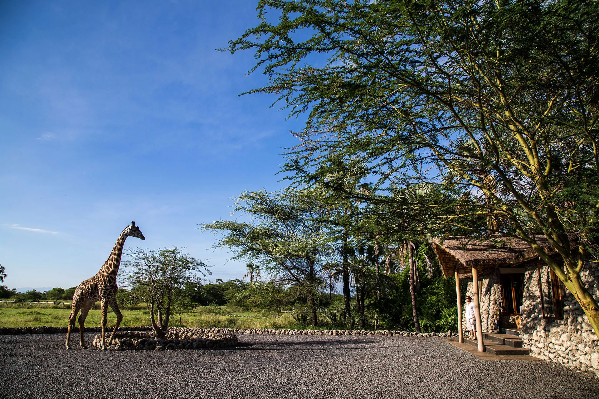 Giraffe auf Vorplatz einer Lodge