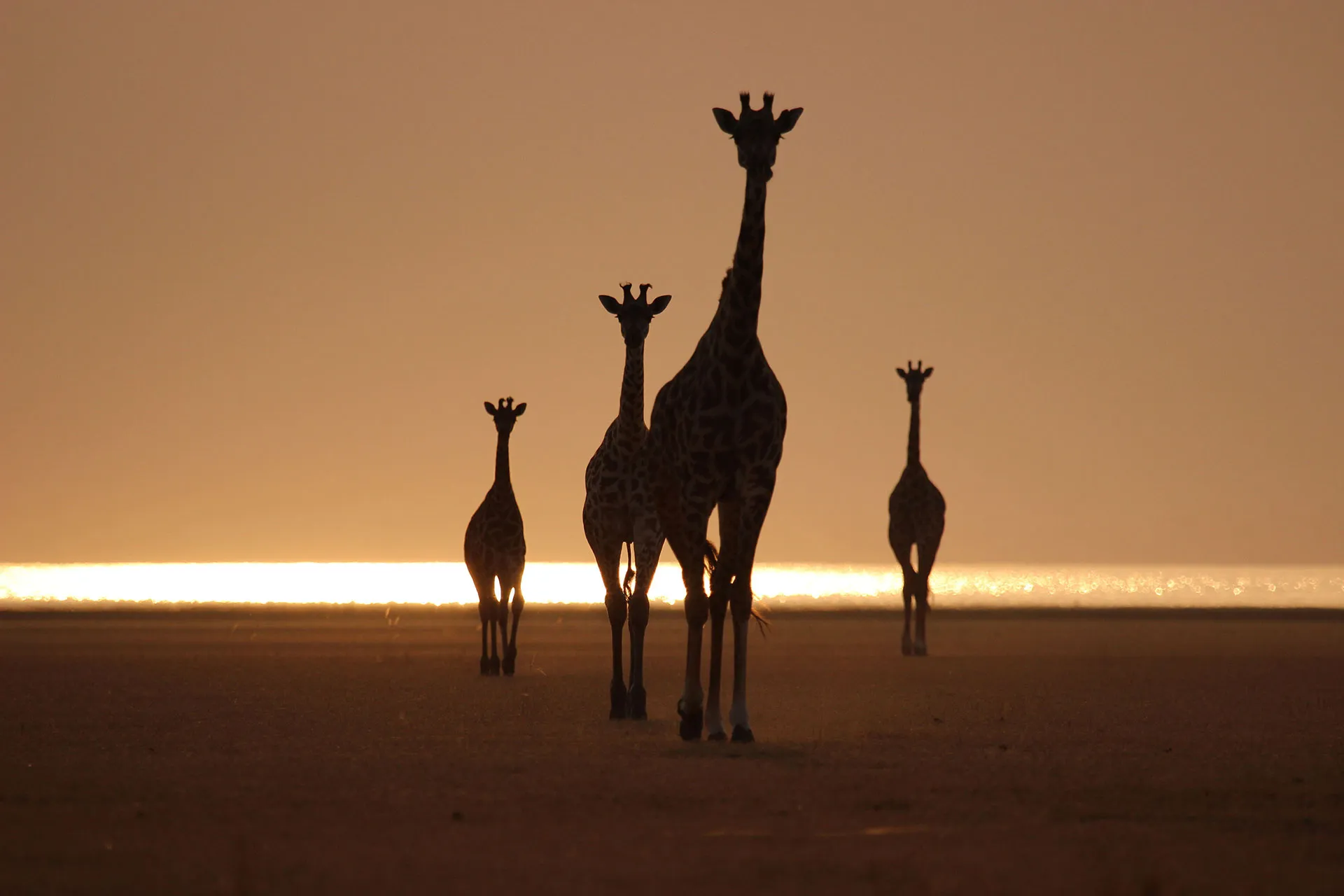 Vier Silhouetten von Giraffen im Abendlicht