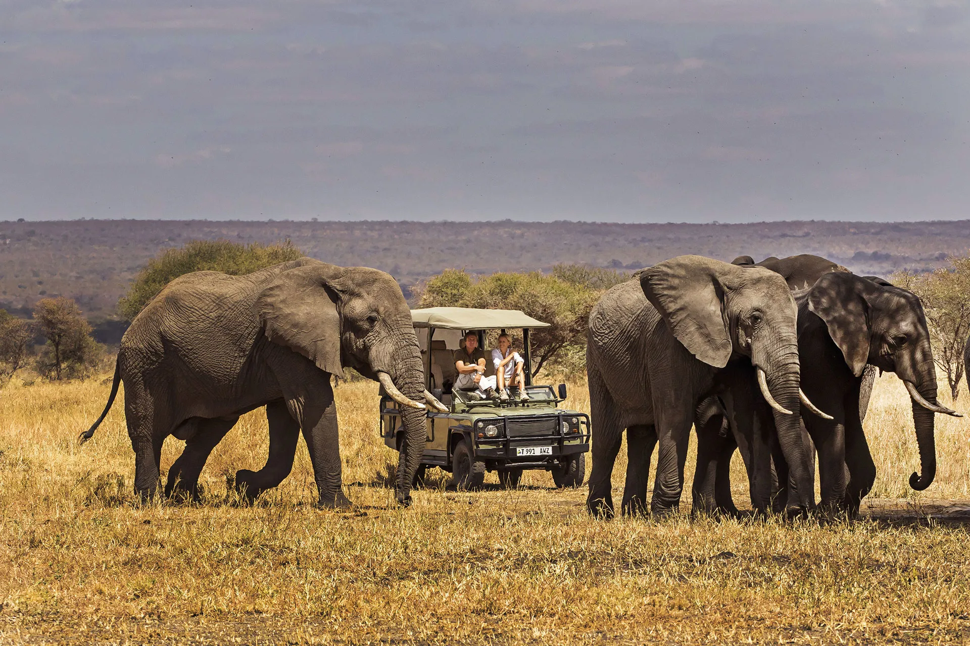 Drei Elefanten laufen vor einem Jeep