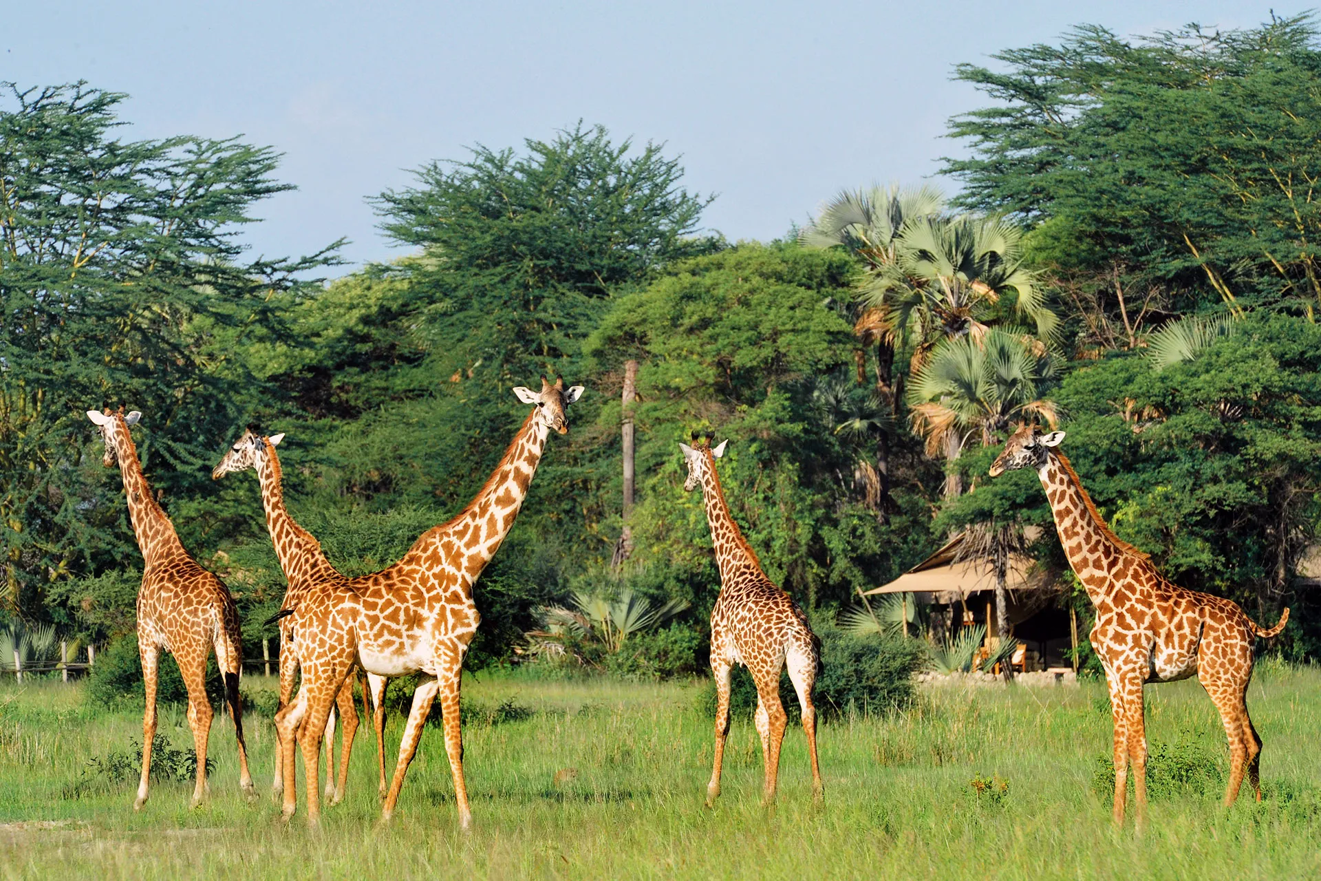 Fünf Giraffen vor einer Lodge