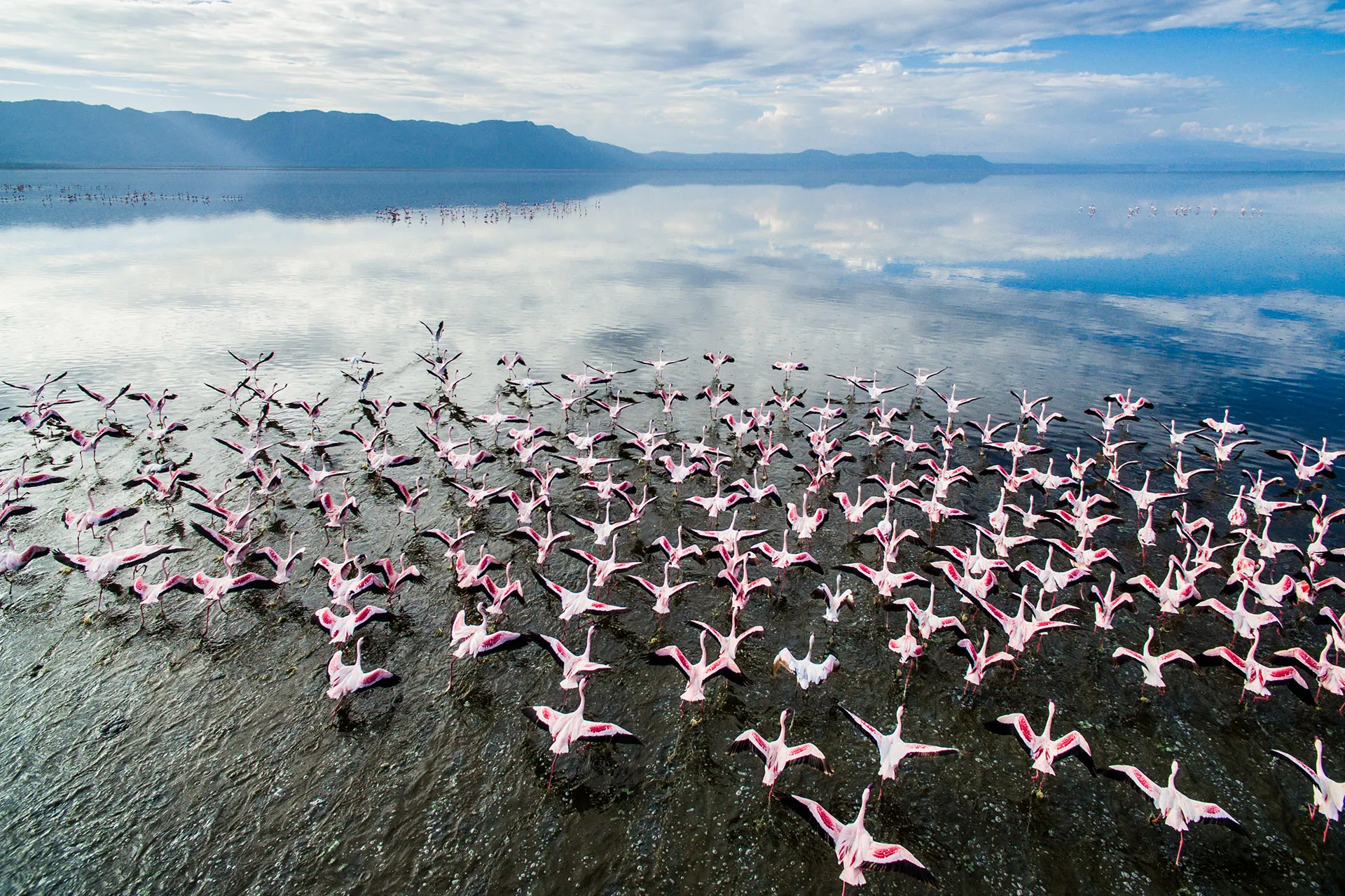 Schwarm rosa Vögel auf einem See