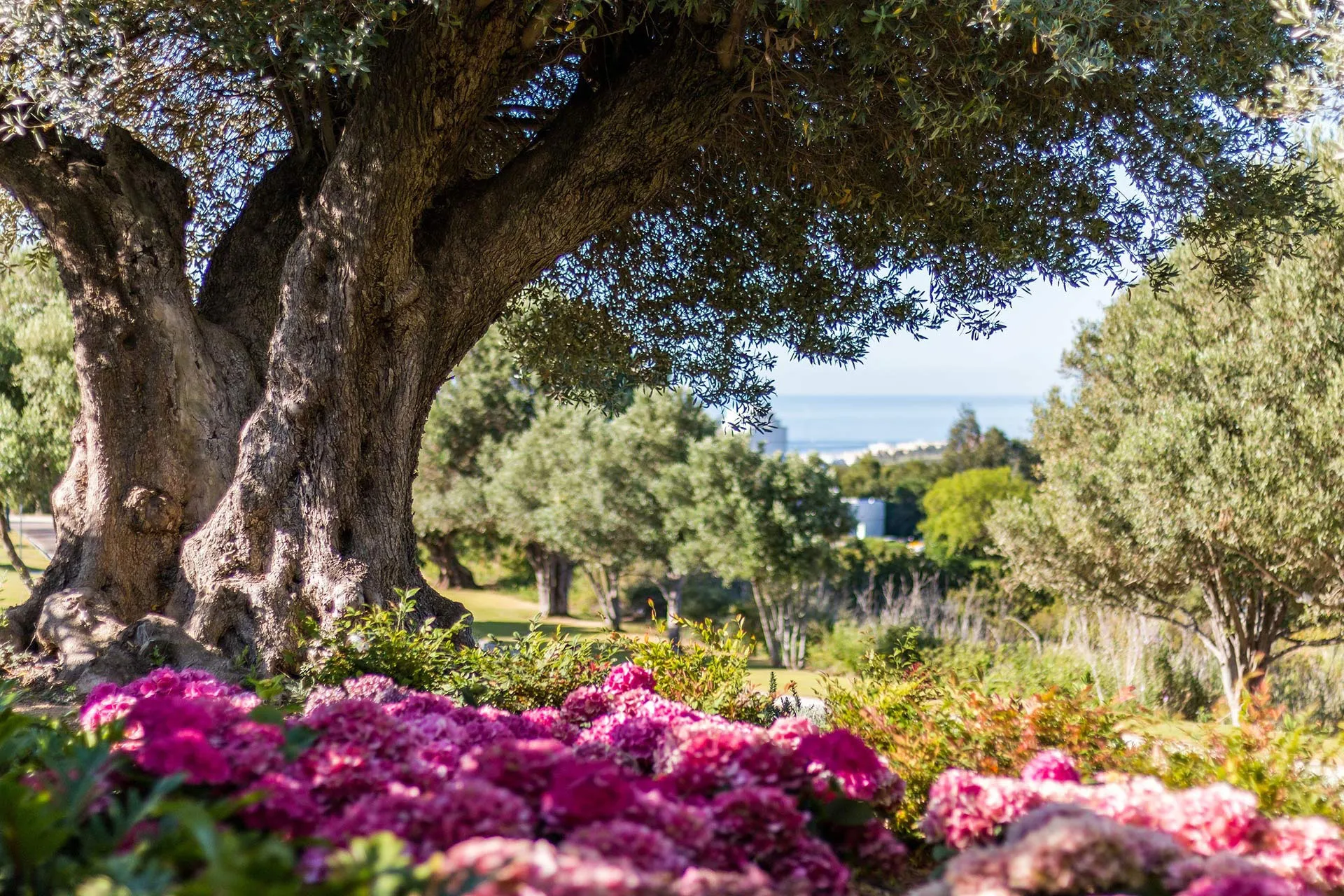 Garten mit Olivenbäumen und Blumen