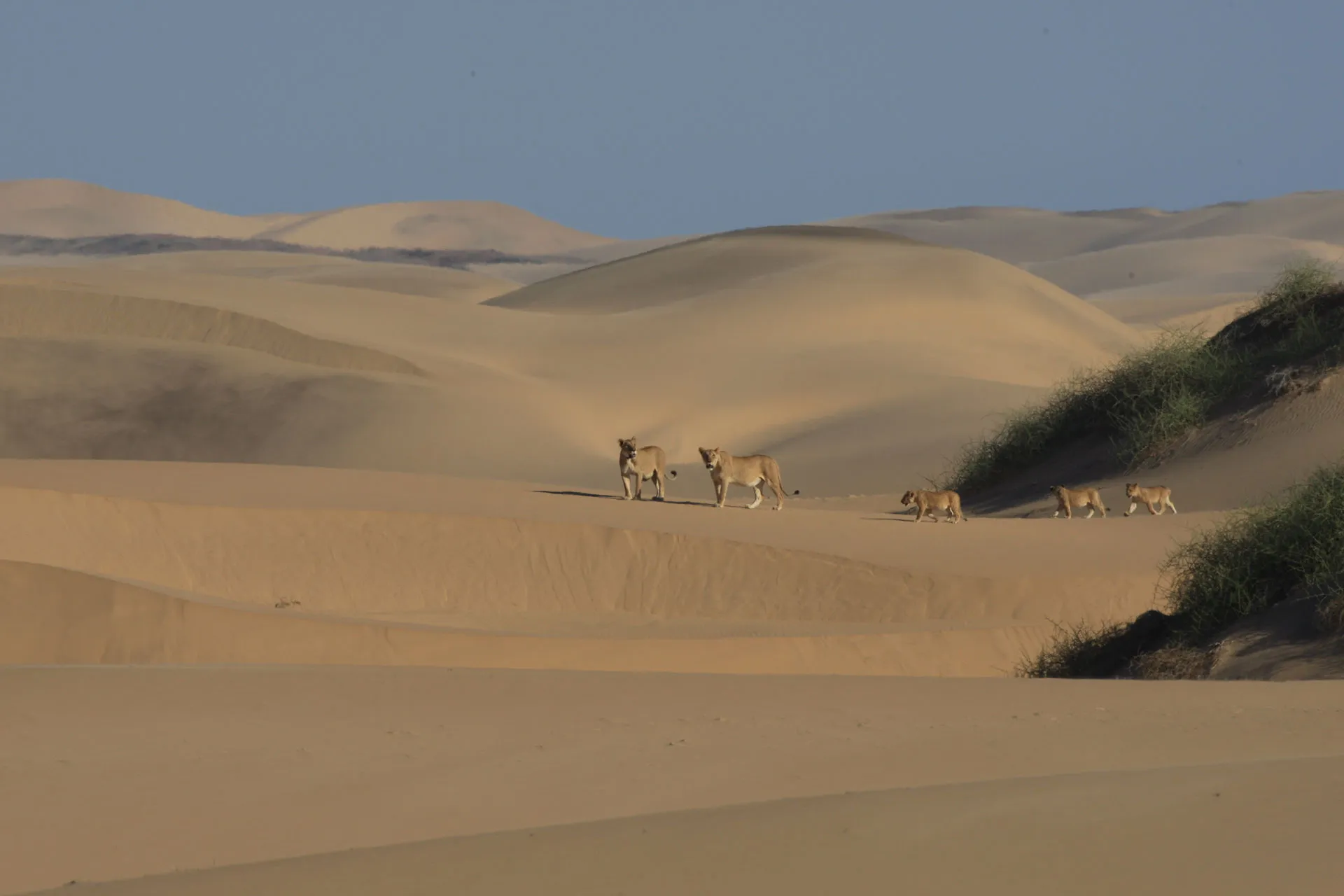 Löwenfamilie schlendert über Sanddüne
