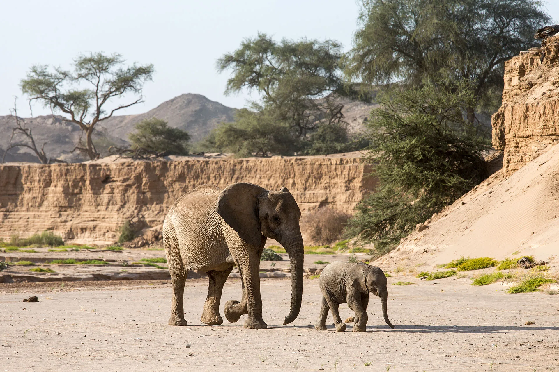 Elefantenkuh mit Baby