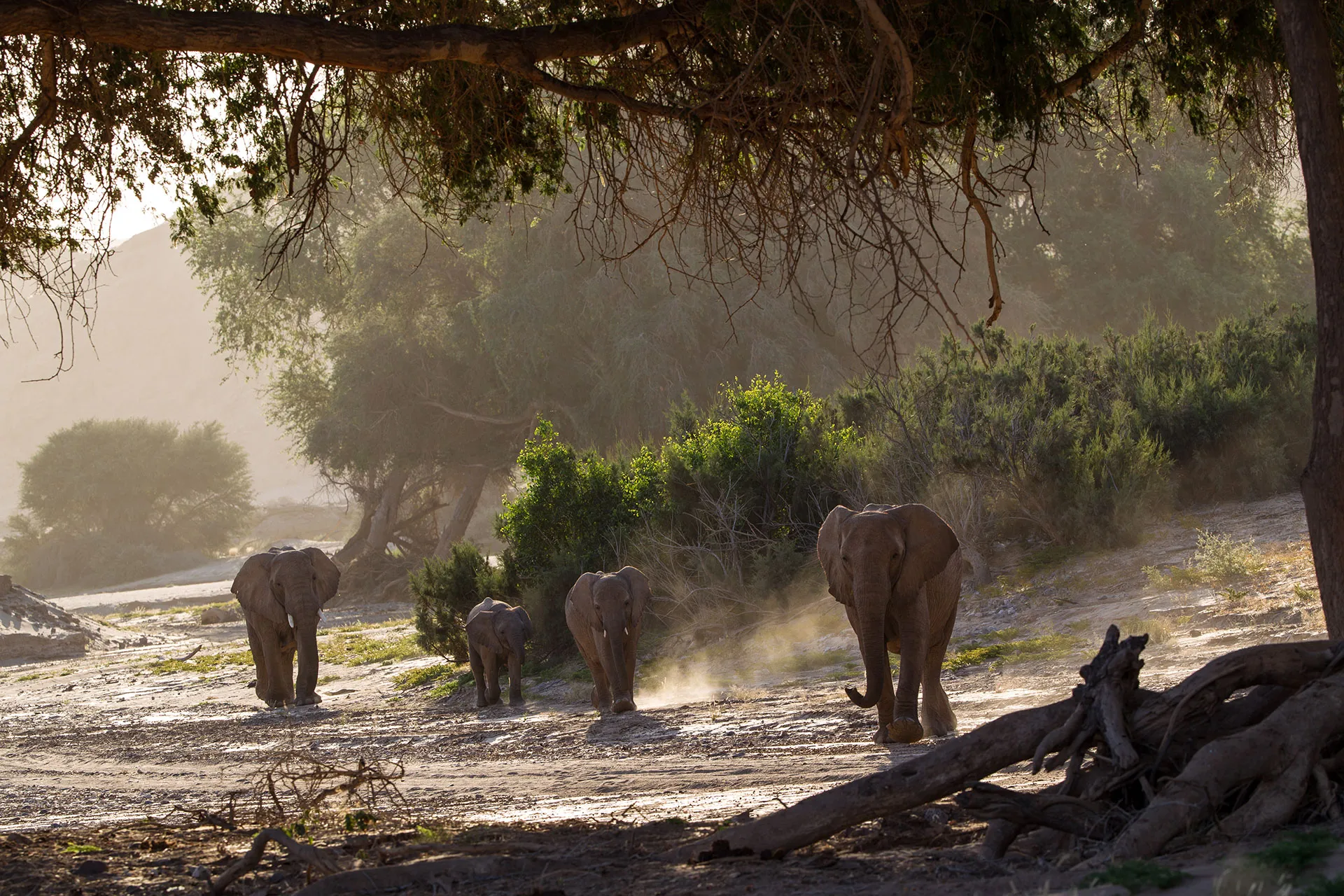 Vier Elefanten schlendern durch den Busch