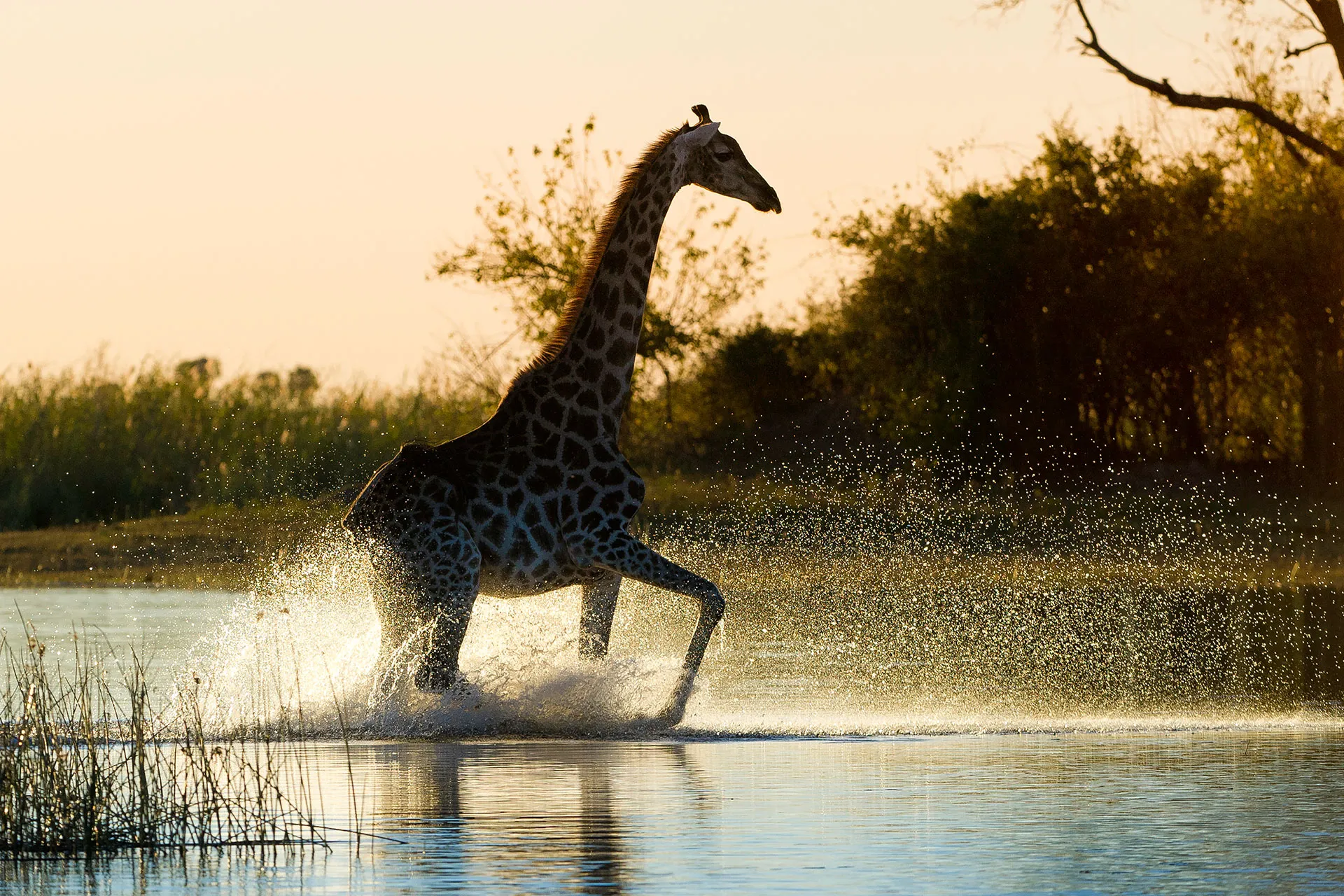 Giraffe galoppiert durch Wasser