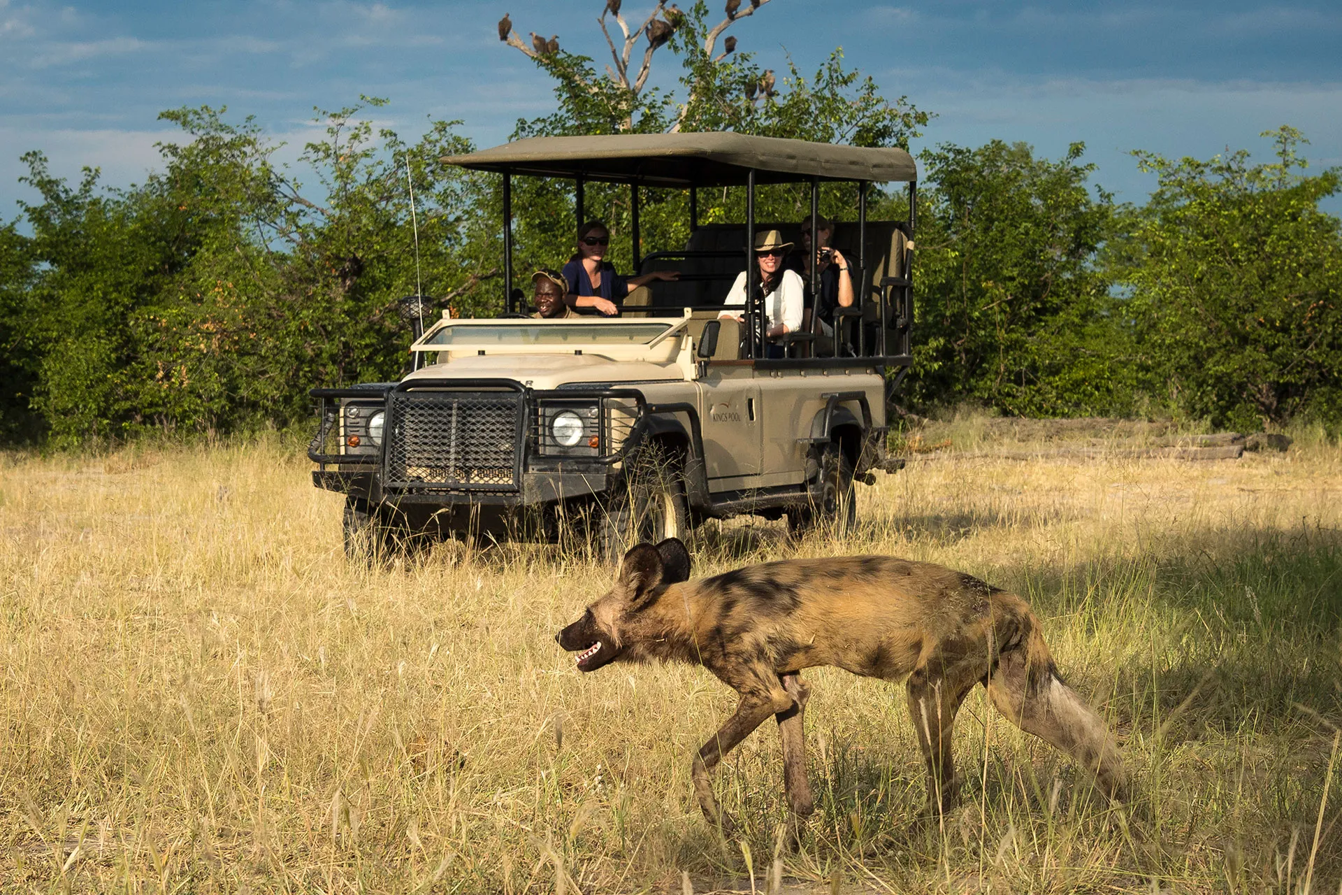 Hyäne schlendert vor Safari Jeep