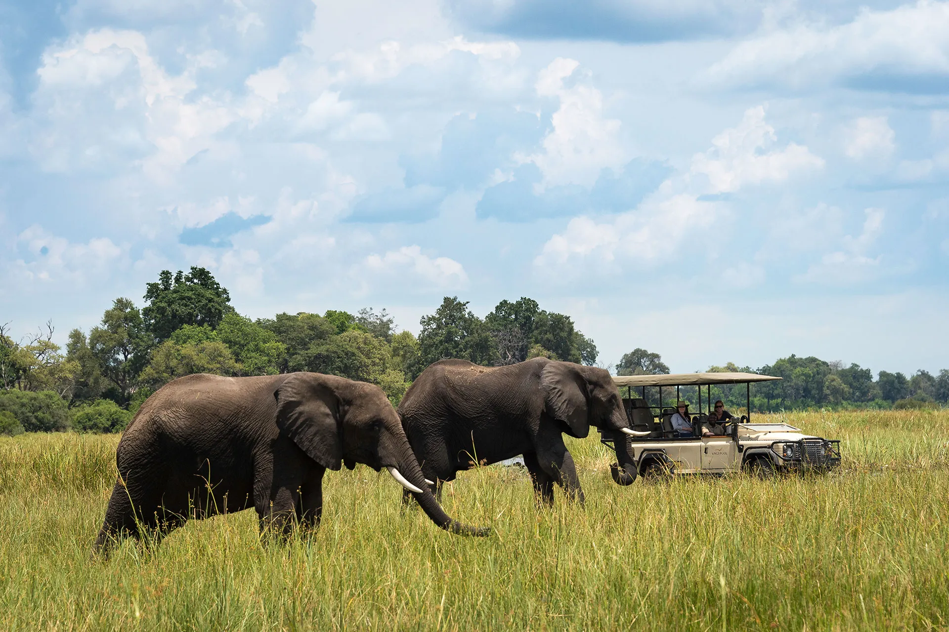 Zwei Elefanten neben Safari Jeep