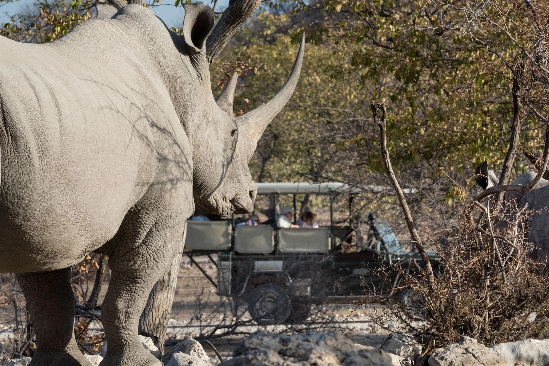 Nashorn steht vor einem Jeep