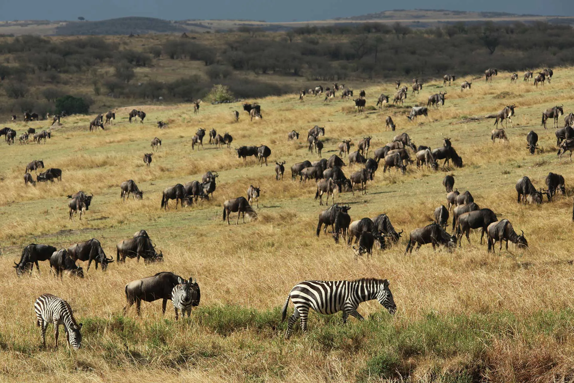 Große Herde Zebras und Gnus