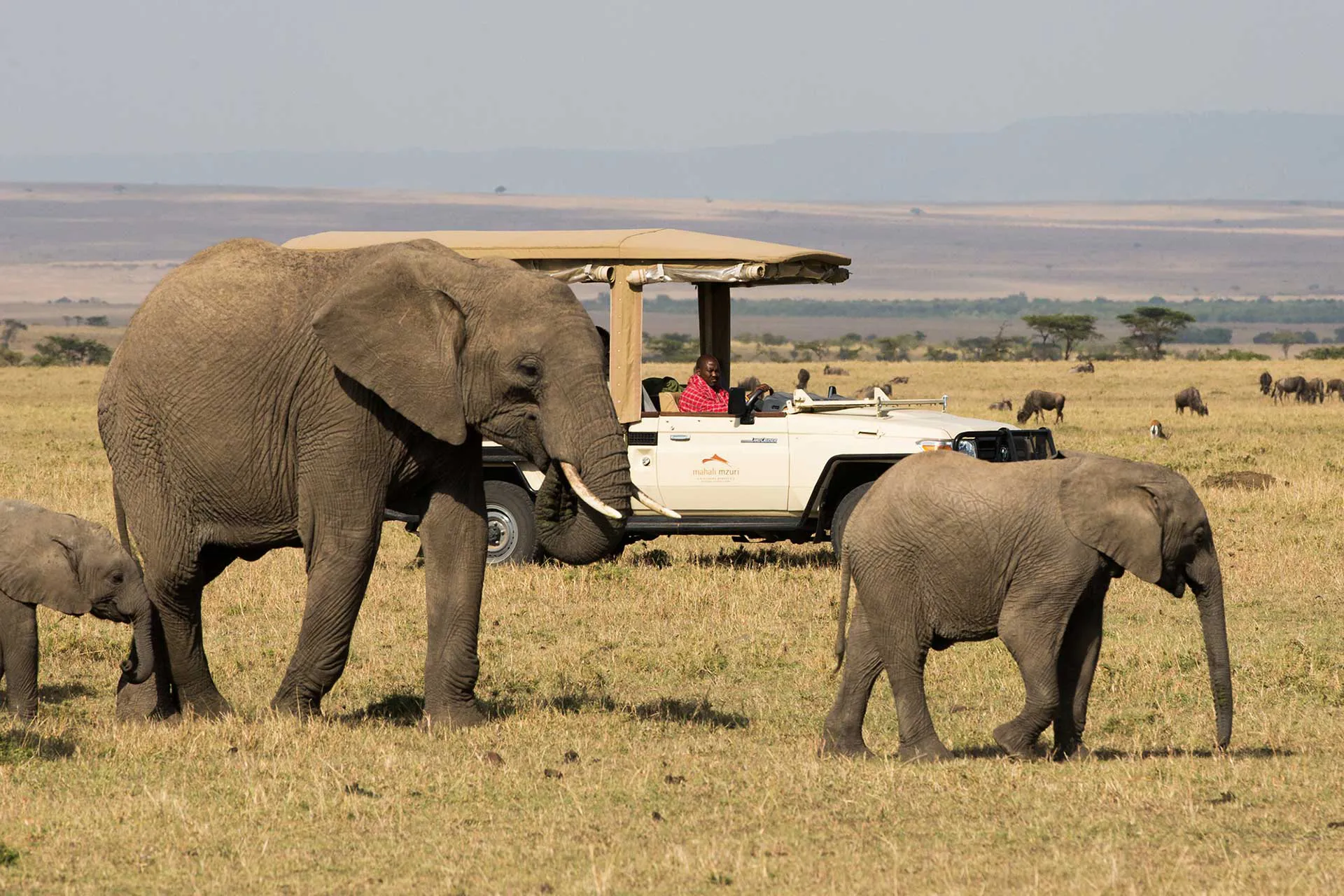 Elefantin mit zwei Babies