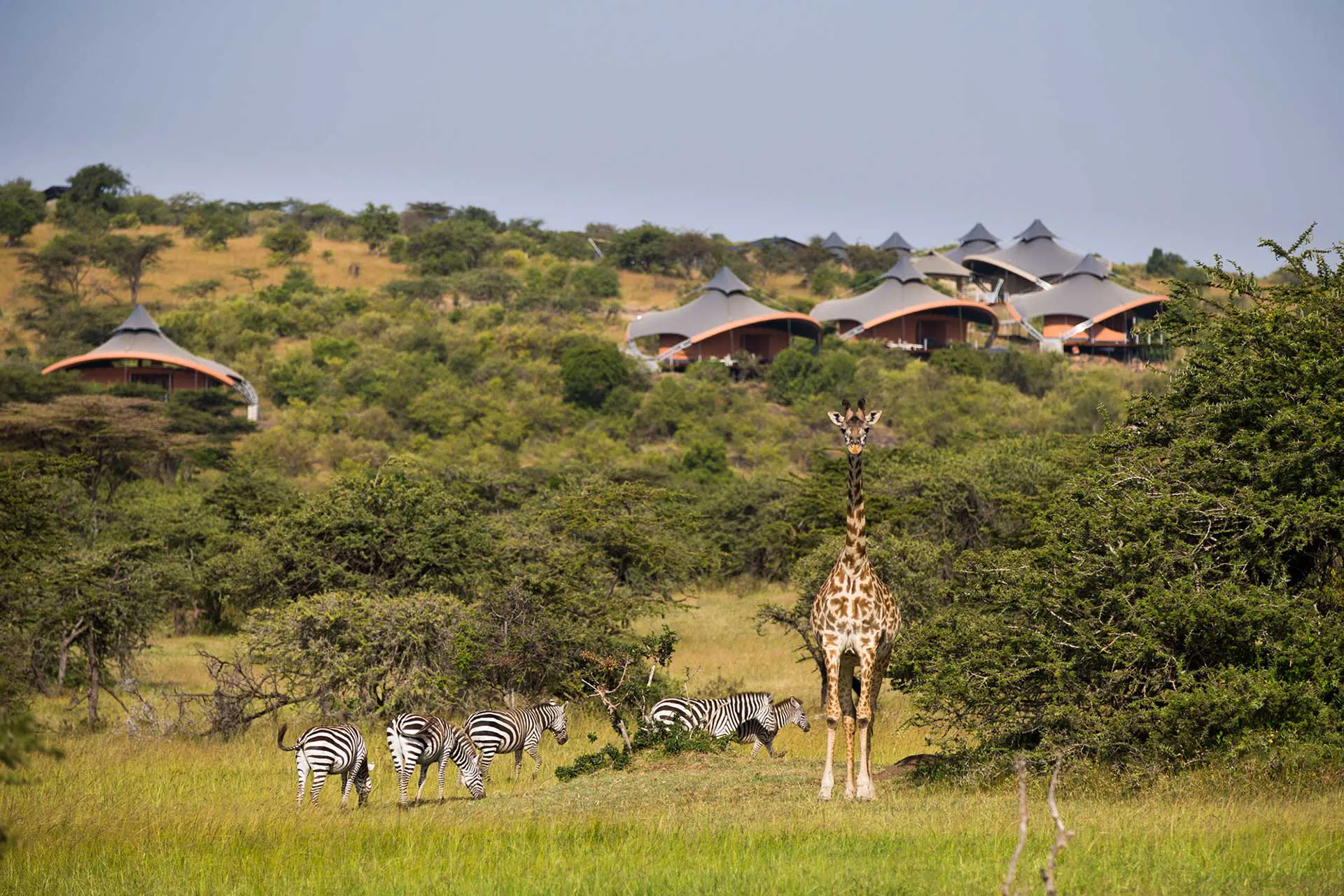 Giraffe und Zebras vor einer Lodge