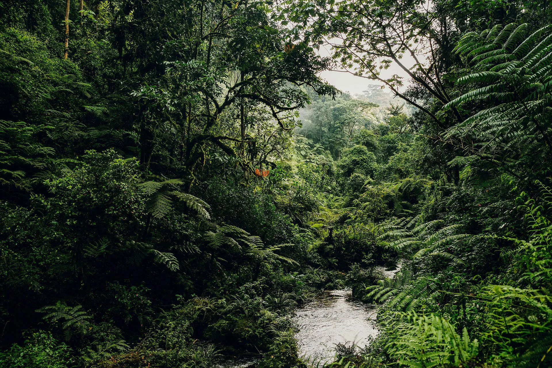 Fluss fließt durch einen Dschungel