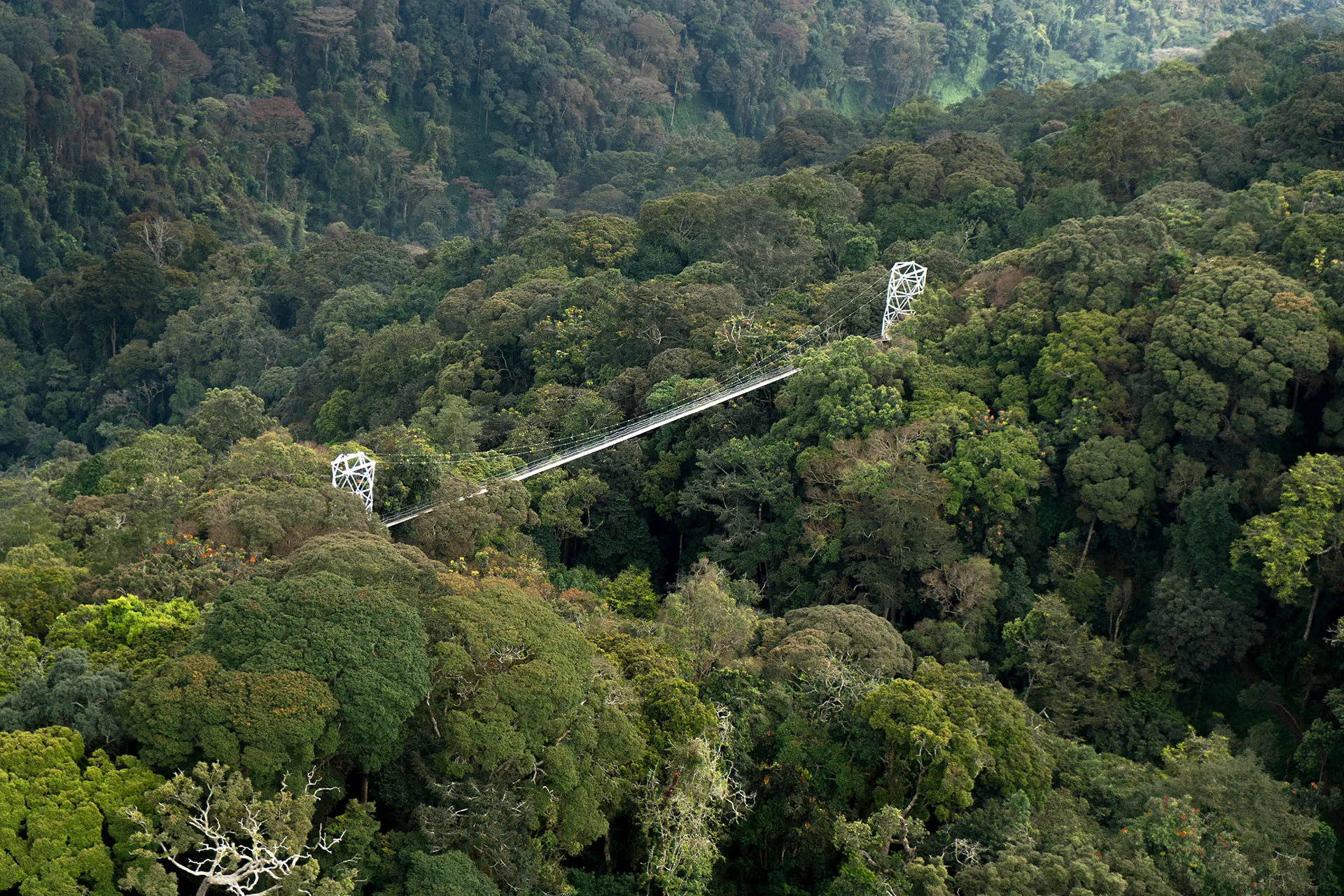 Hängebrücke quer durch den Dschungel