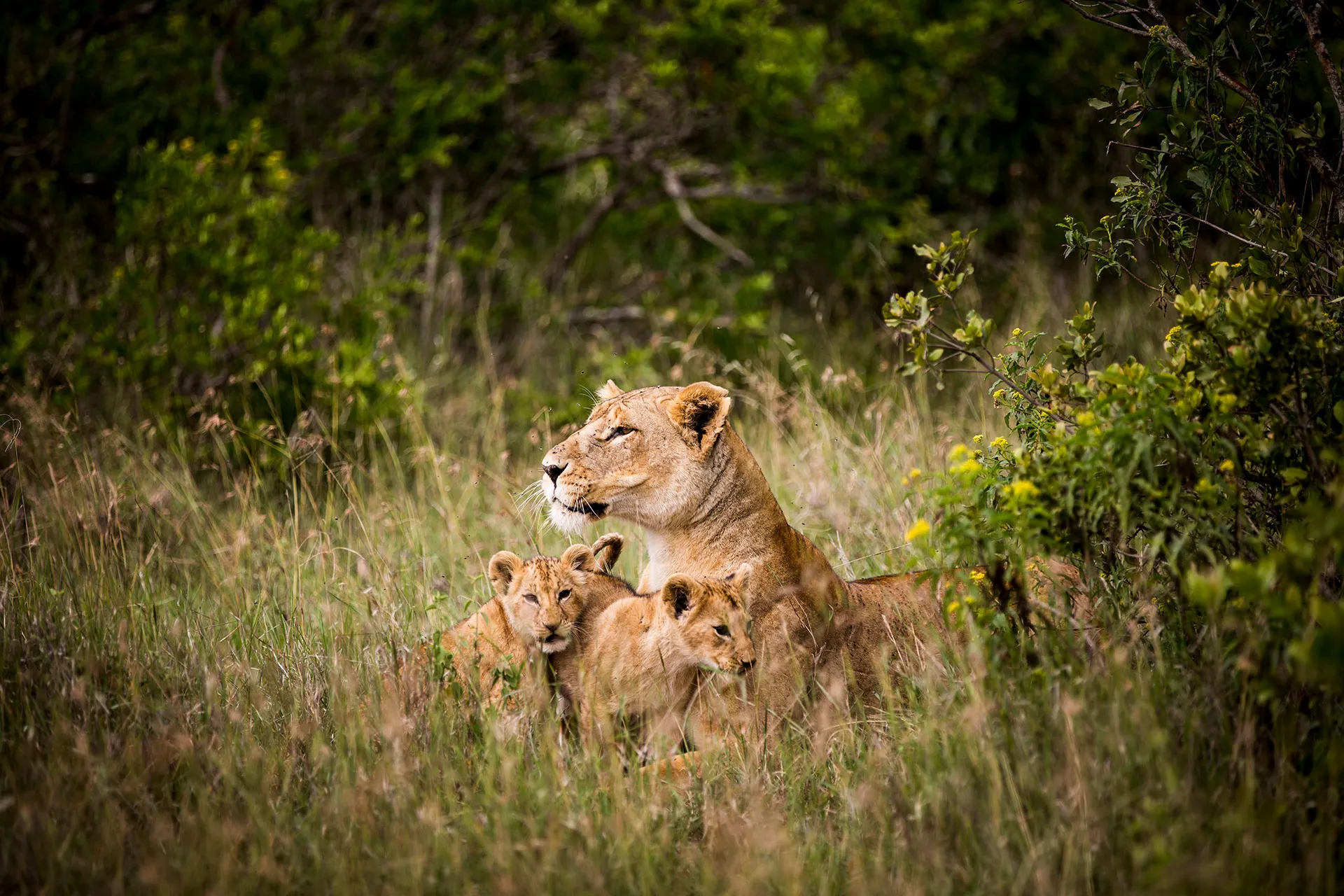 Löwen Familie liegt im Gras