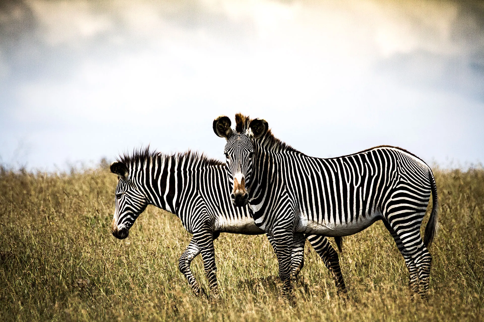 Zwei Zebras im Gras