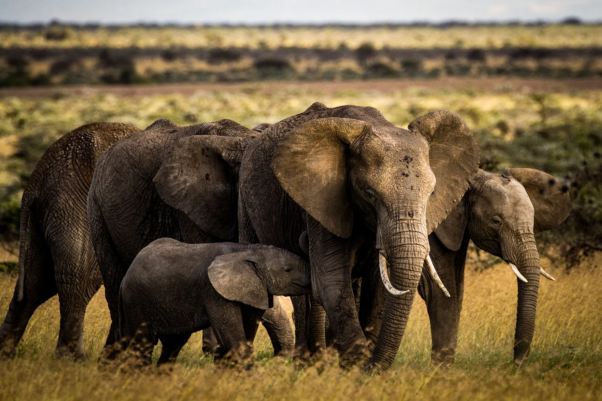 Elefanten Familie mit Baby