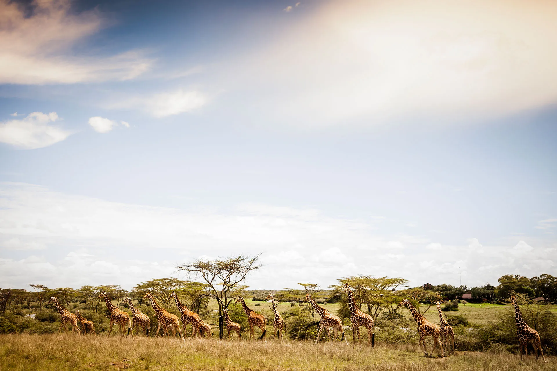 Herde Giraffen in Savanne