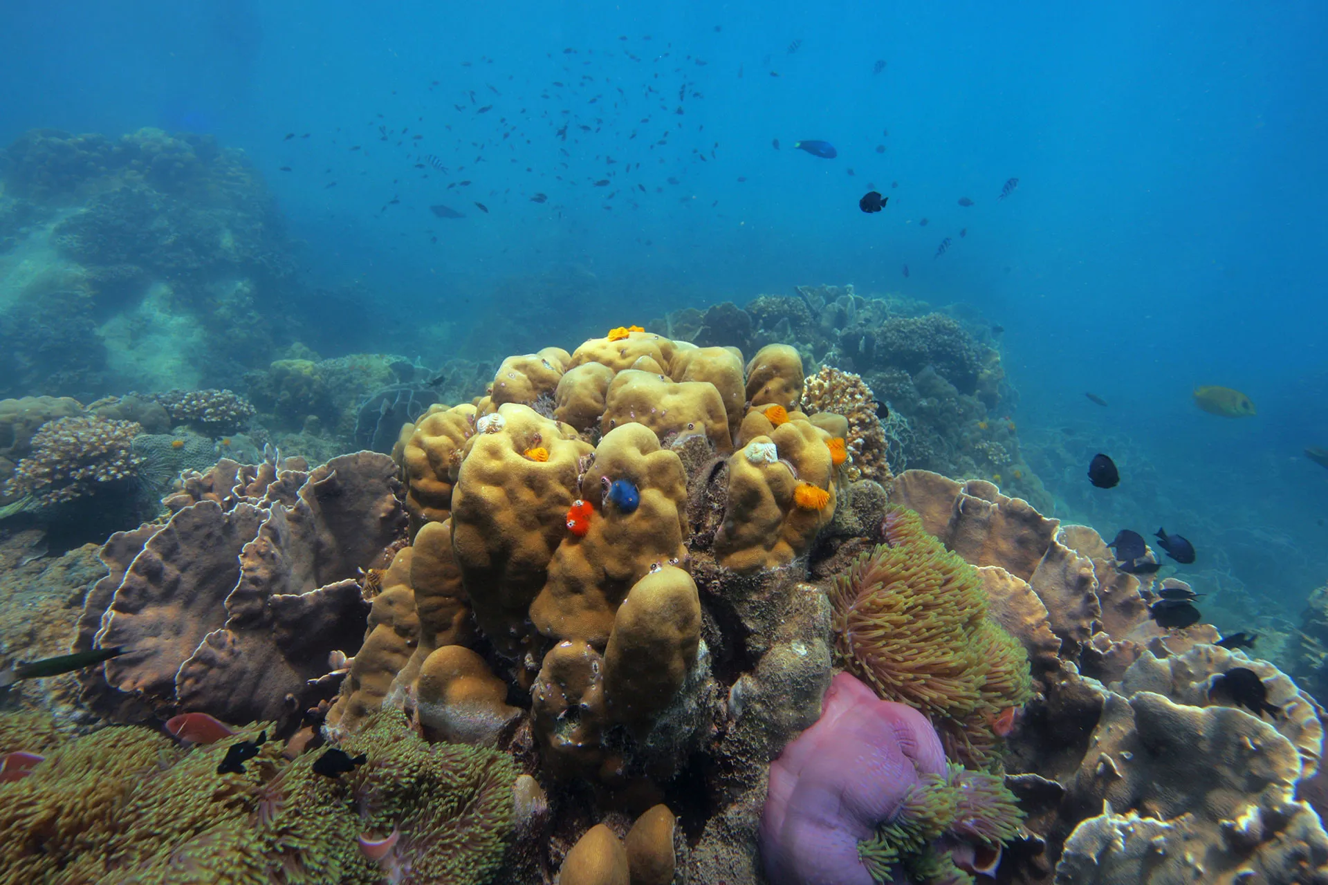 Bunte Koralle mit Fischen