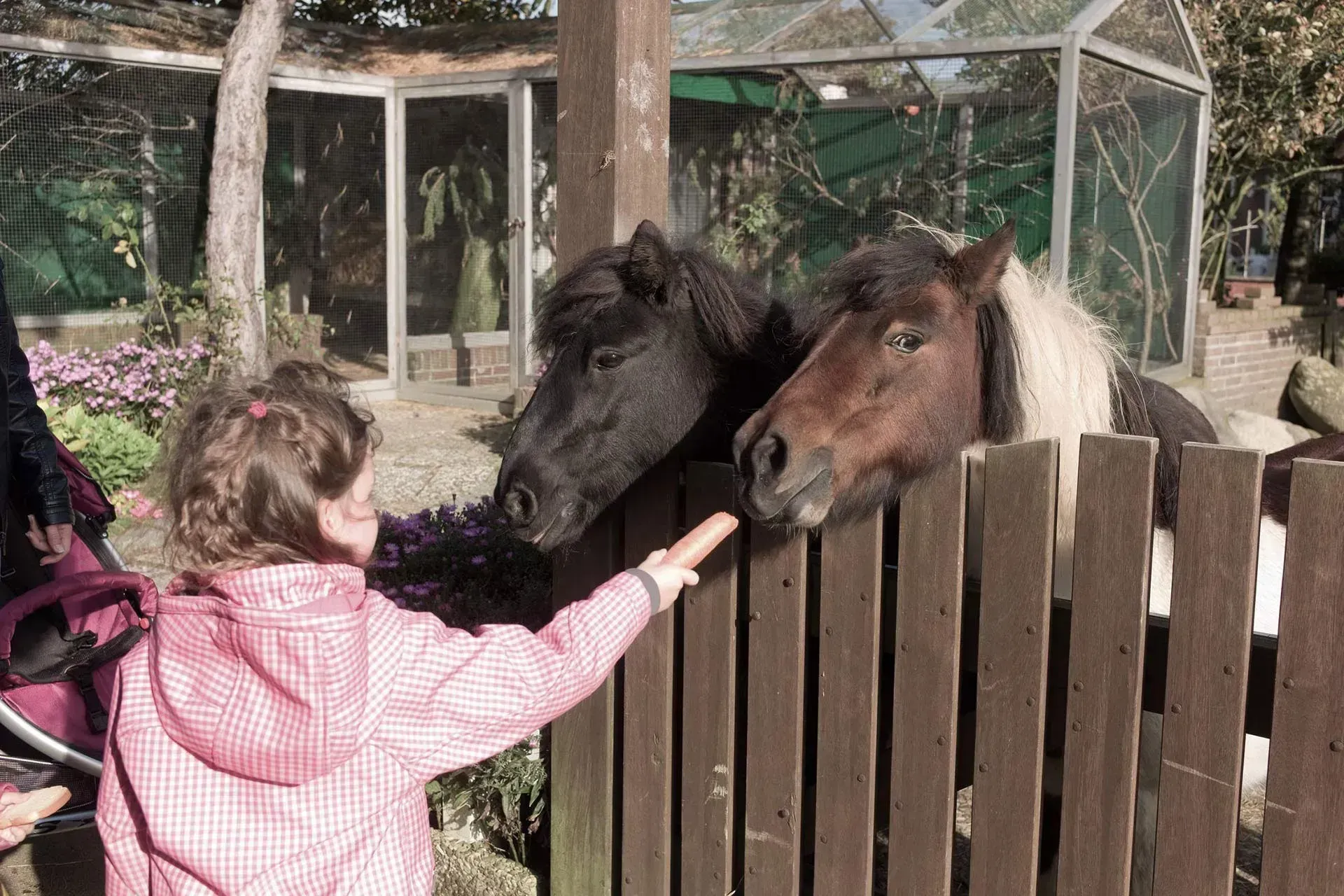 Kind füttert Pony mit Karotte