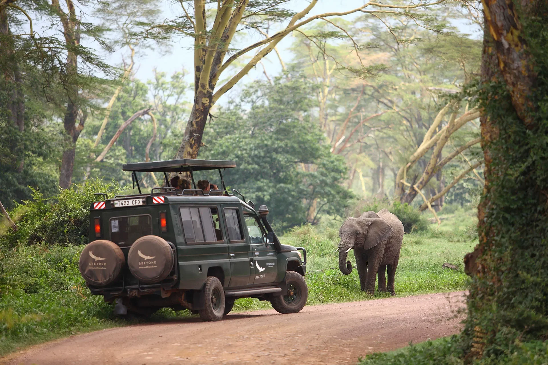 Safari Jeep vor einem Elefanten