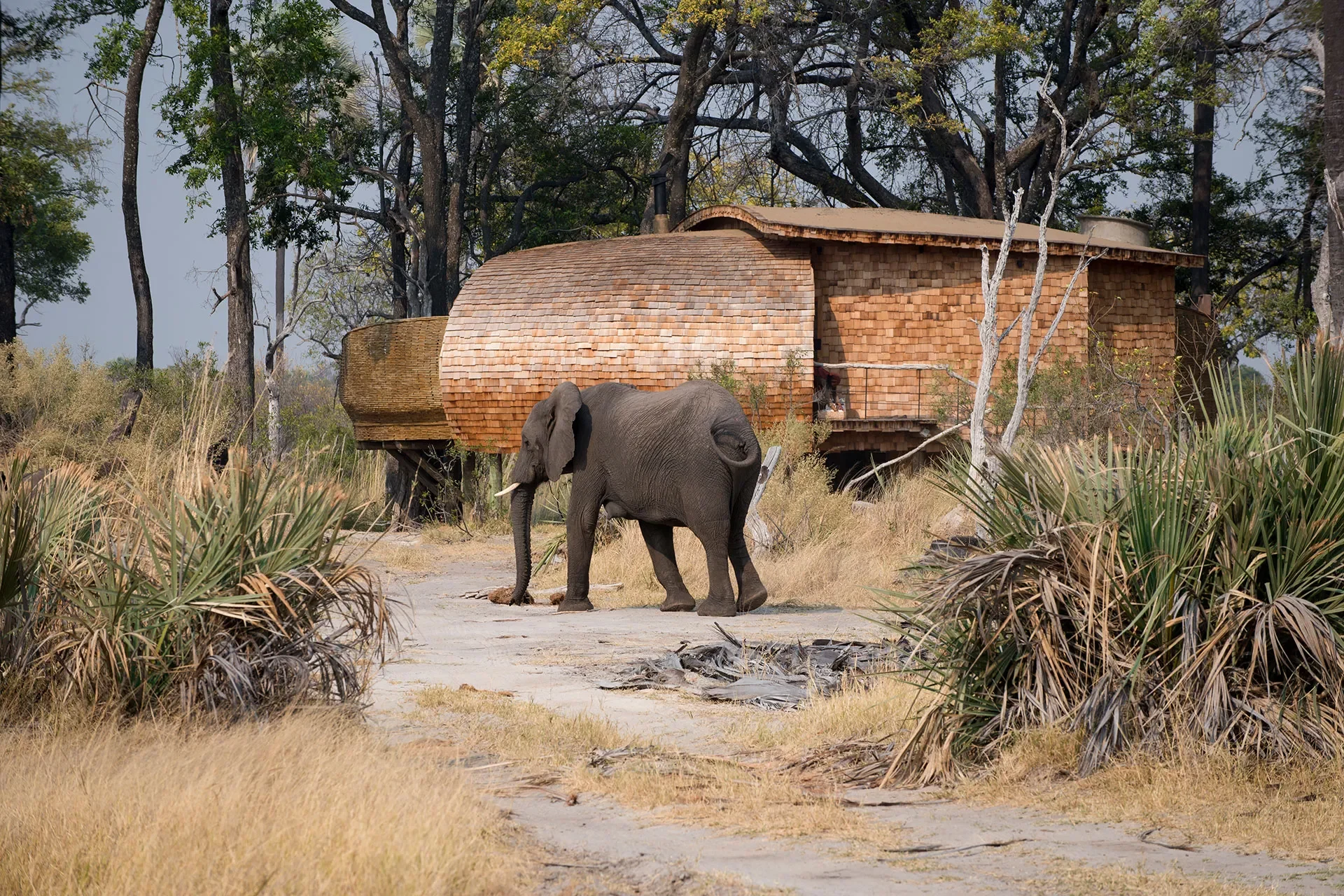 Elefant läuft an Haus vorbei