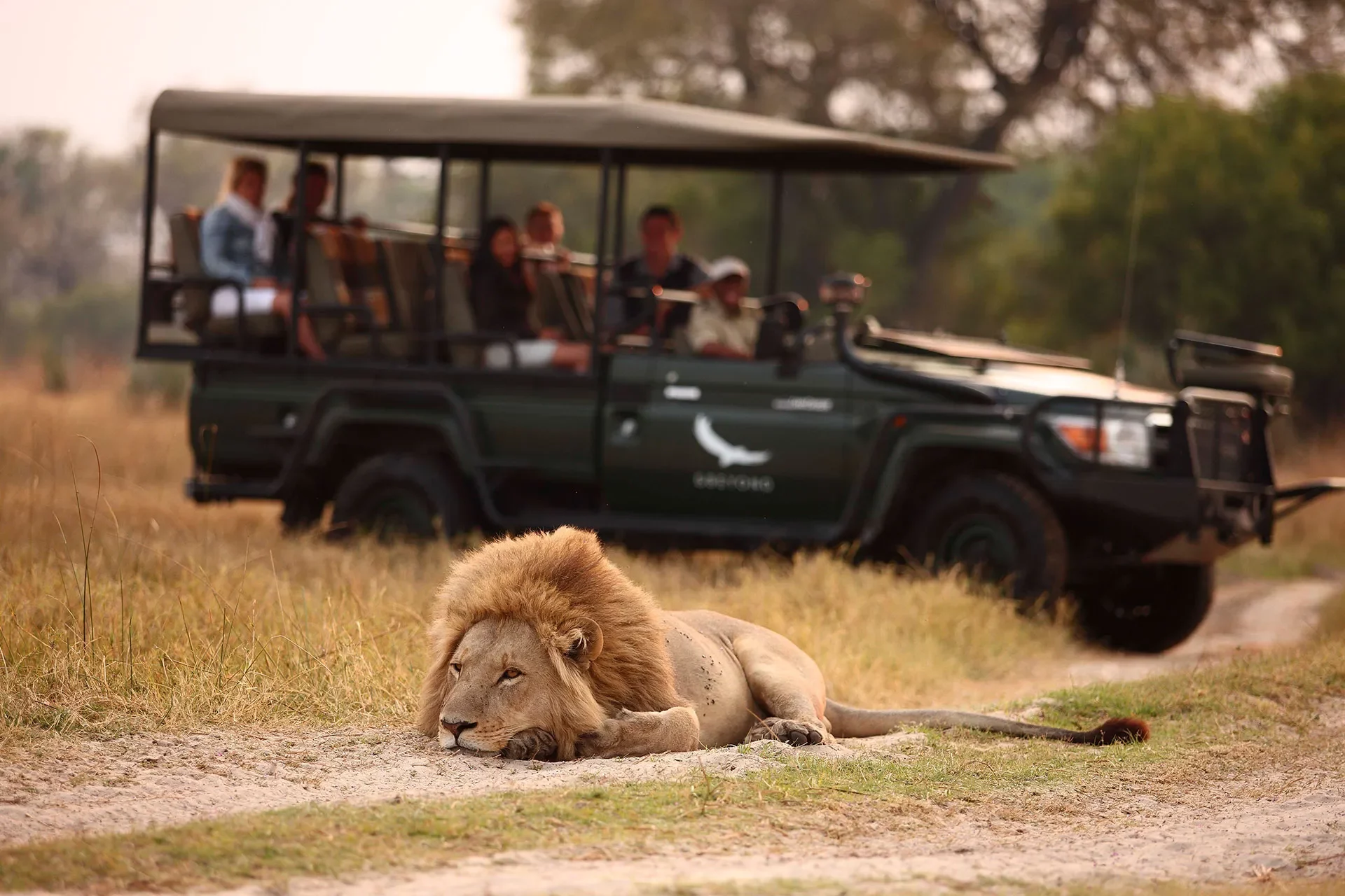 Löwe liegt vor Safari Jeep