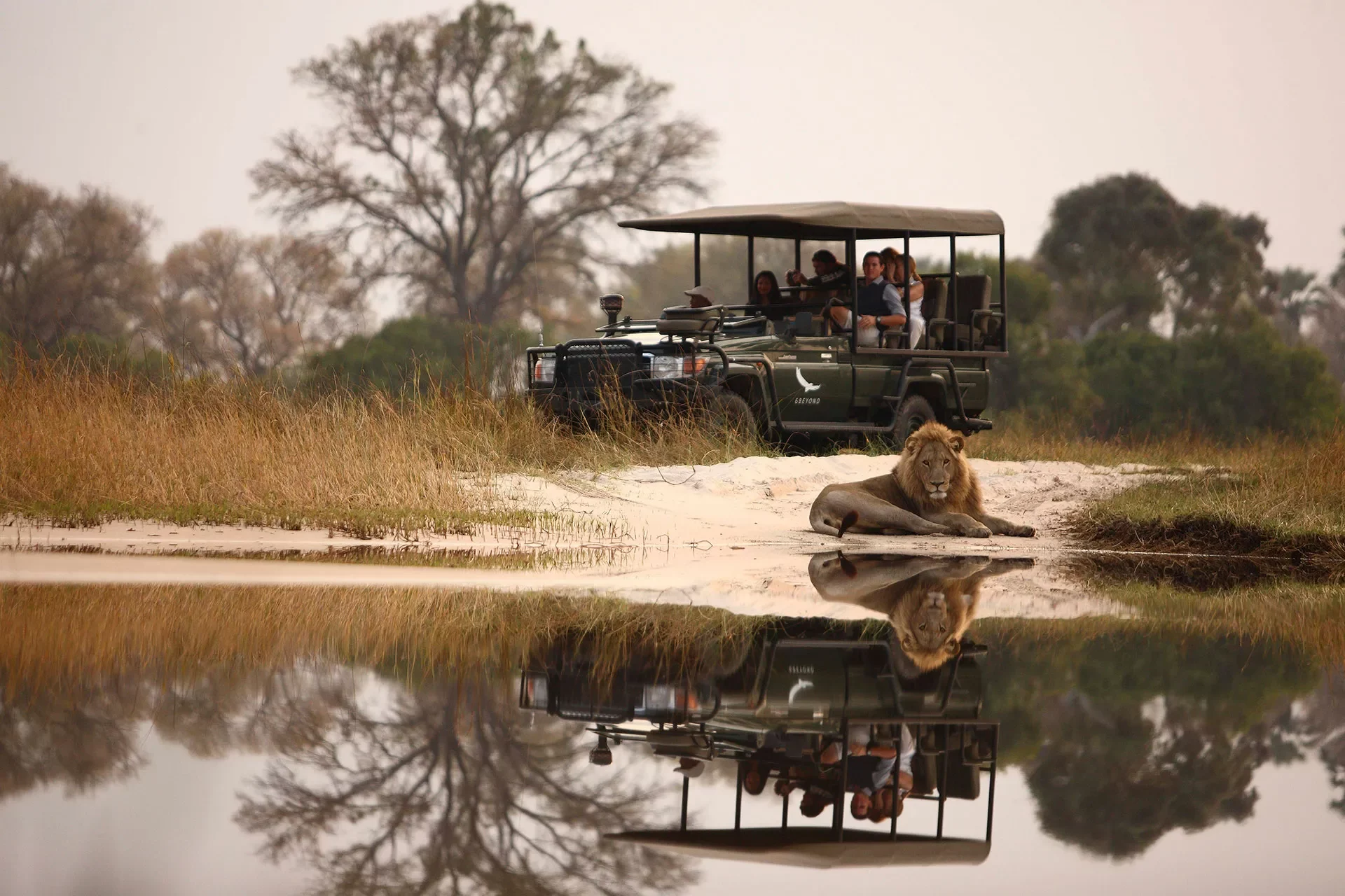 Löwe an Wasserstelle vor Jeep