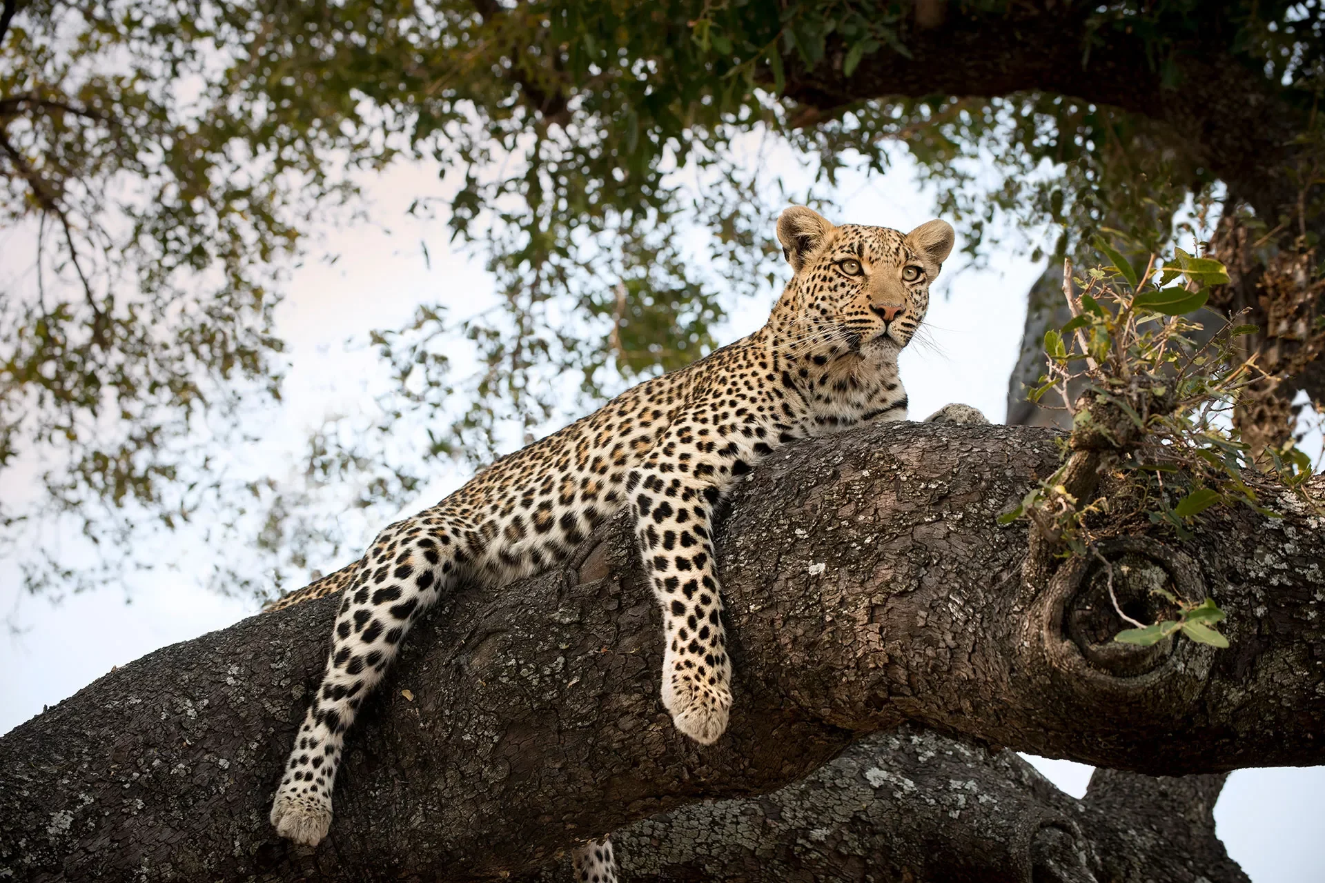 Leopard liegt auf Baumast