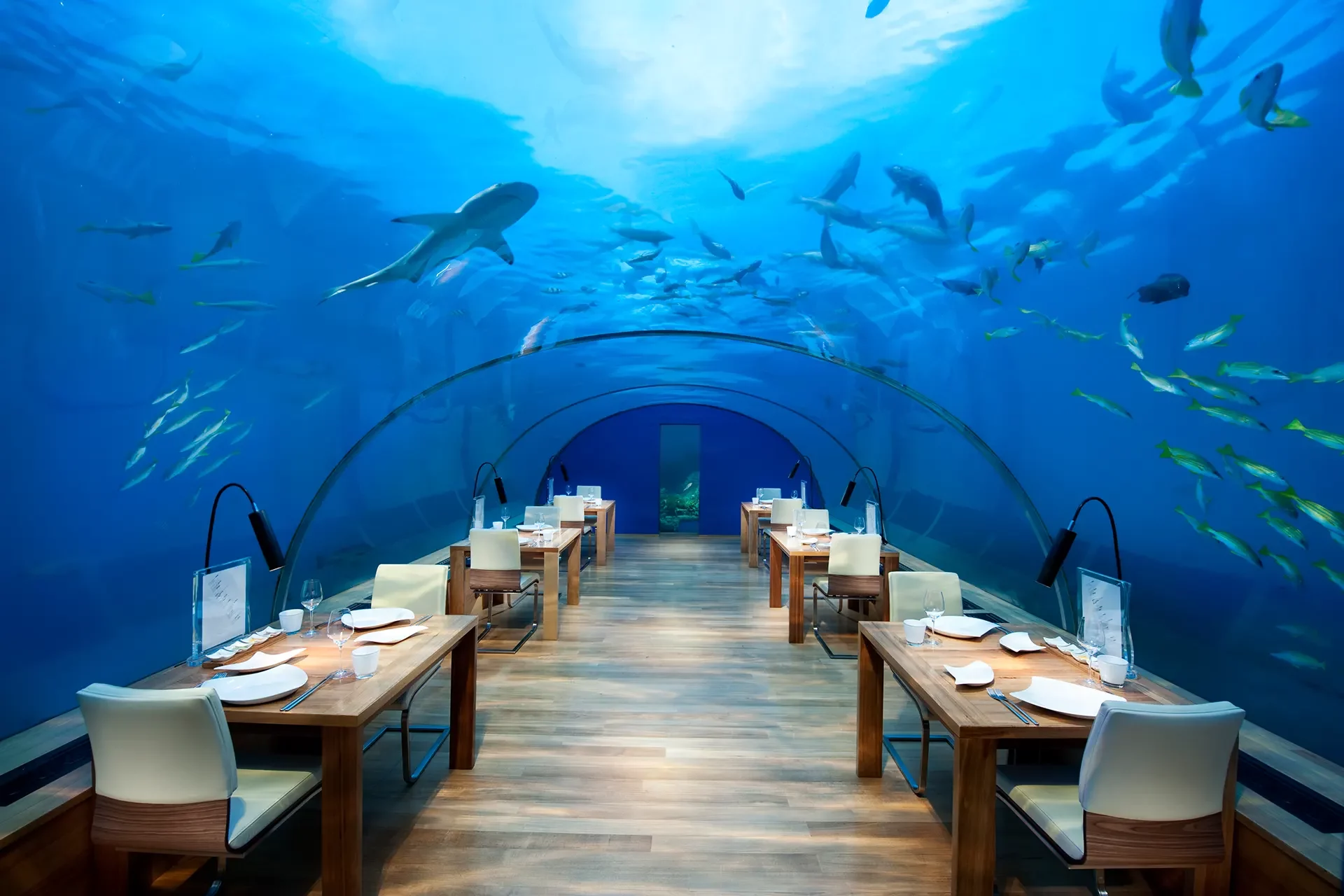 Fische und Haie über Unterwasserrestaurants