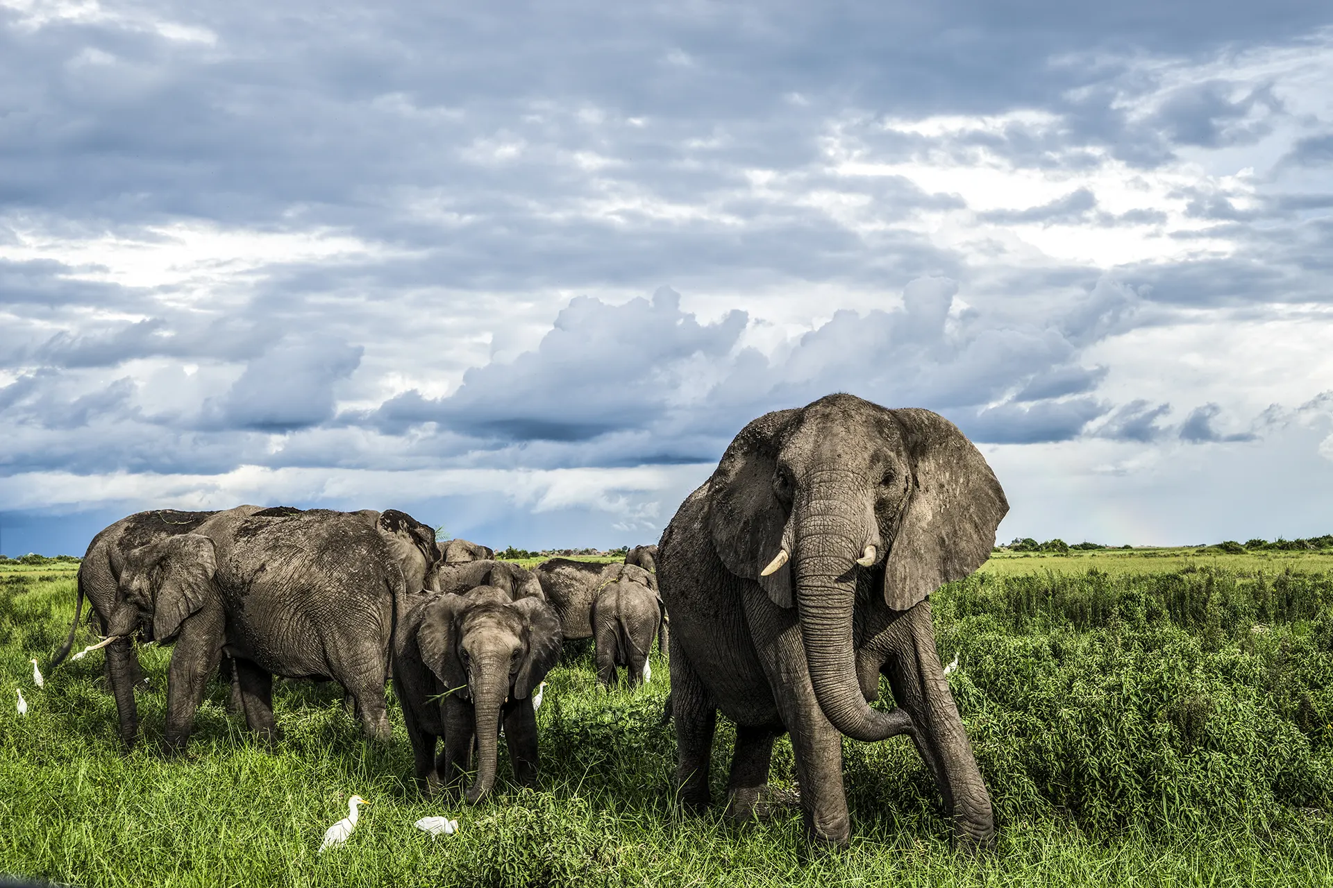 Elefantenfamilie in Graslandschaft