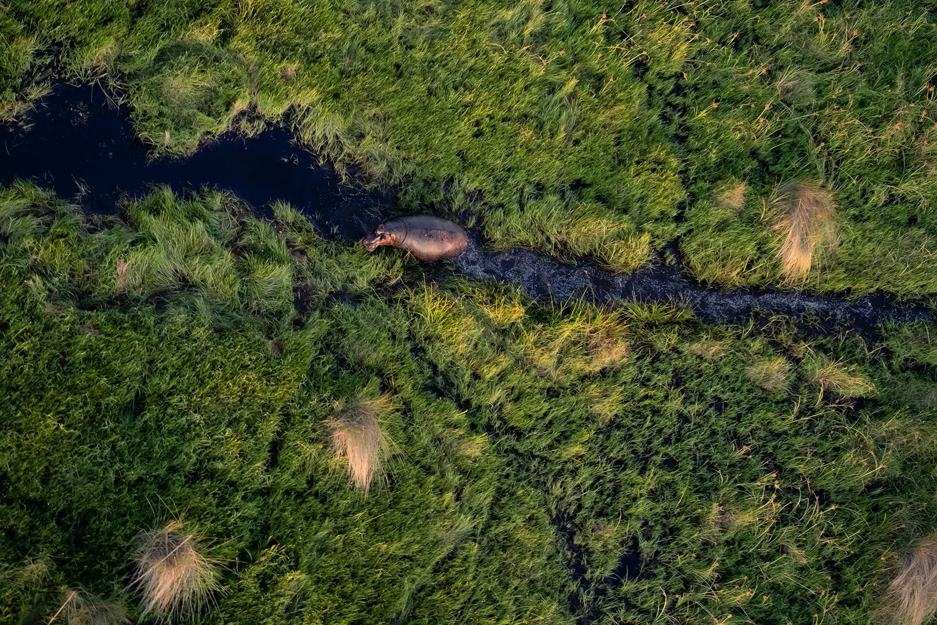 Luftaufnahme eines Nilpferdes in Wasserkanal