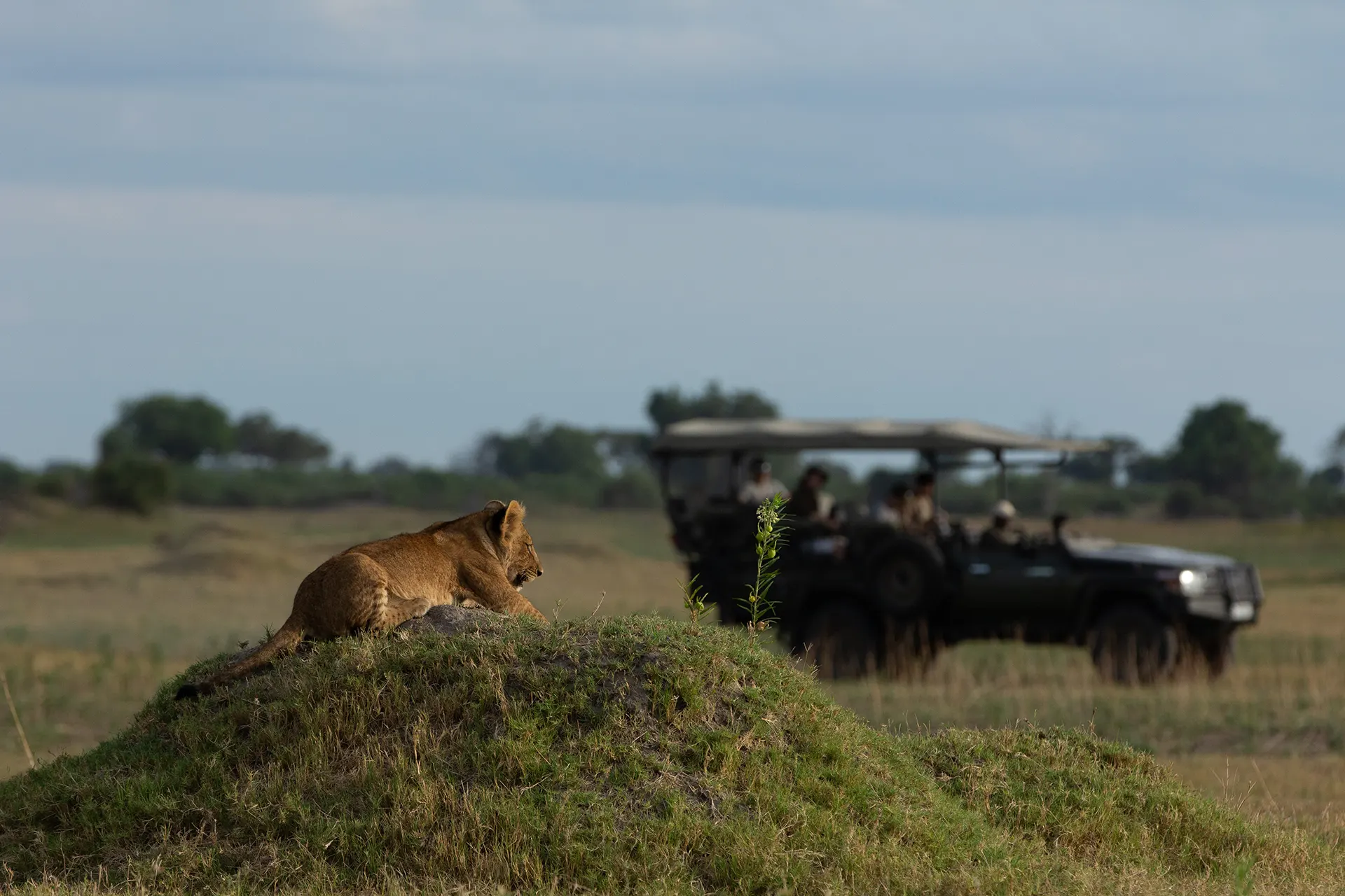 Löwe liegt unweit eines Safari Jeeps