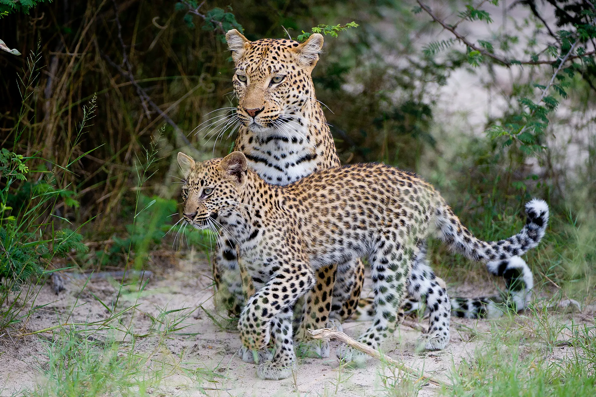 Leopardenmutter mit Baby