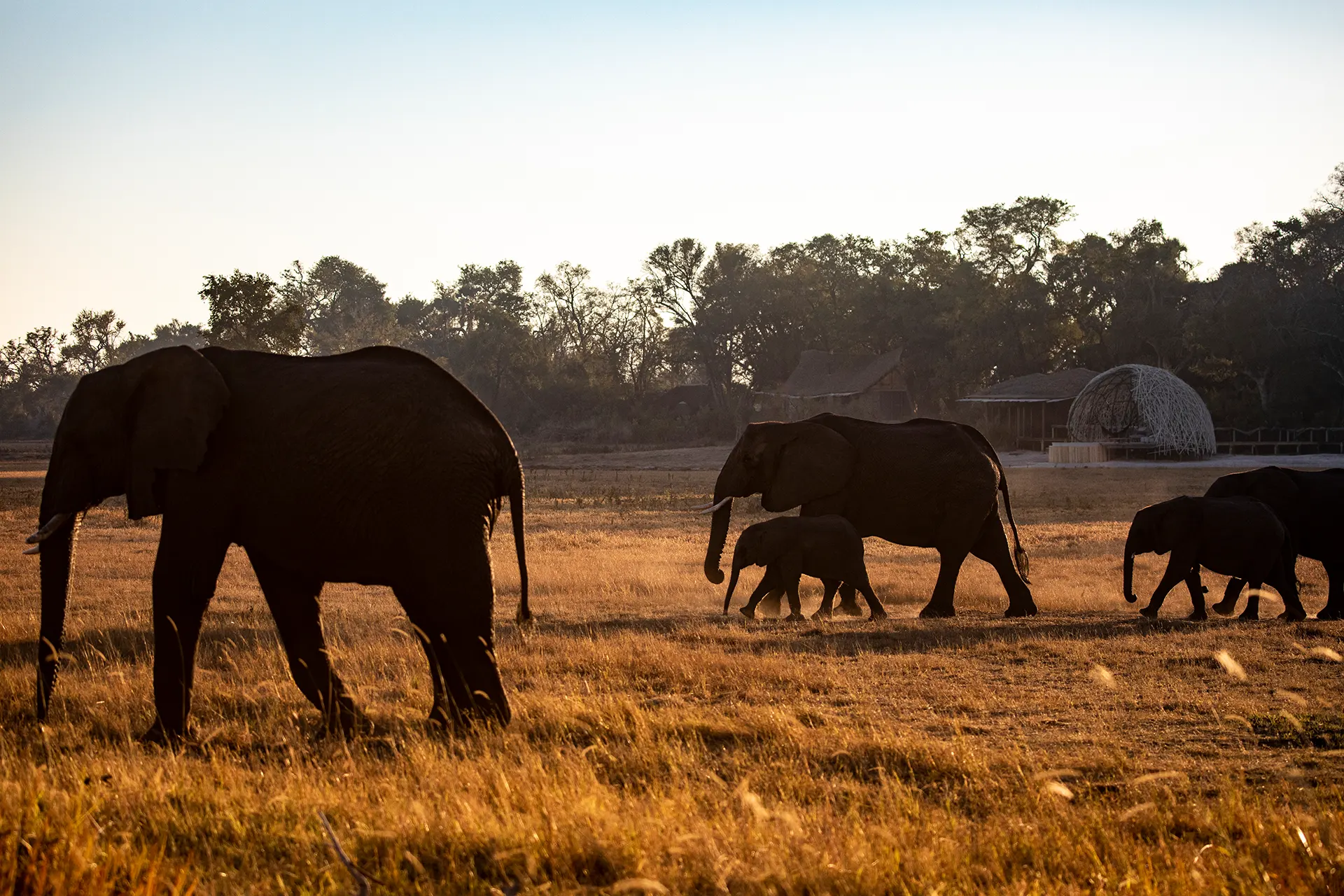 Elefanten Familie flaniert über Graslandschaft